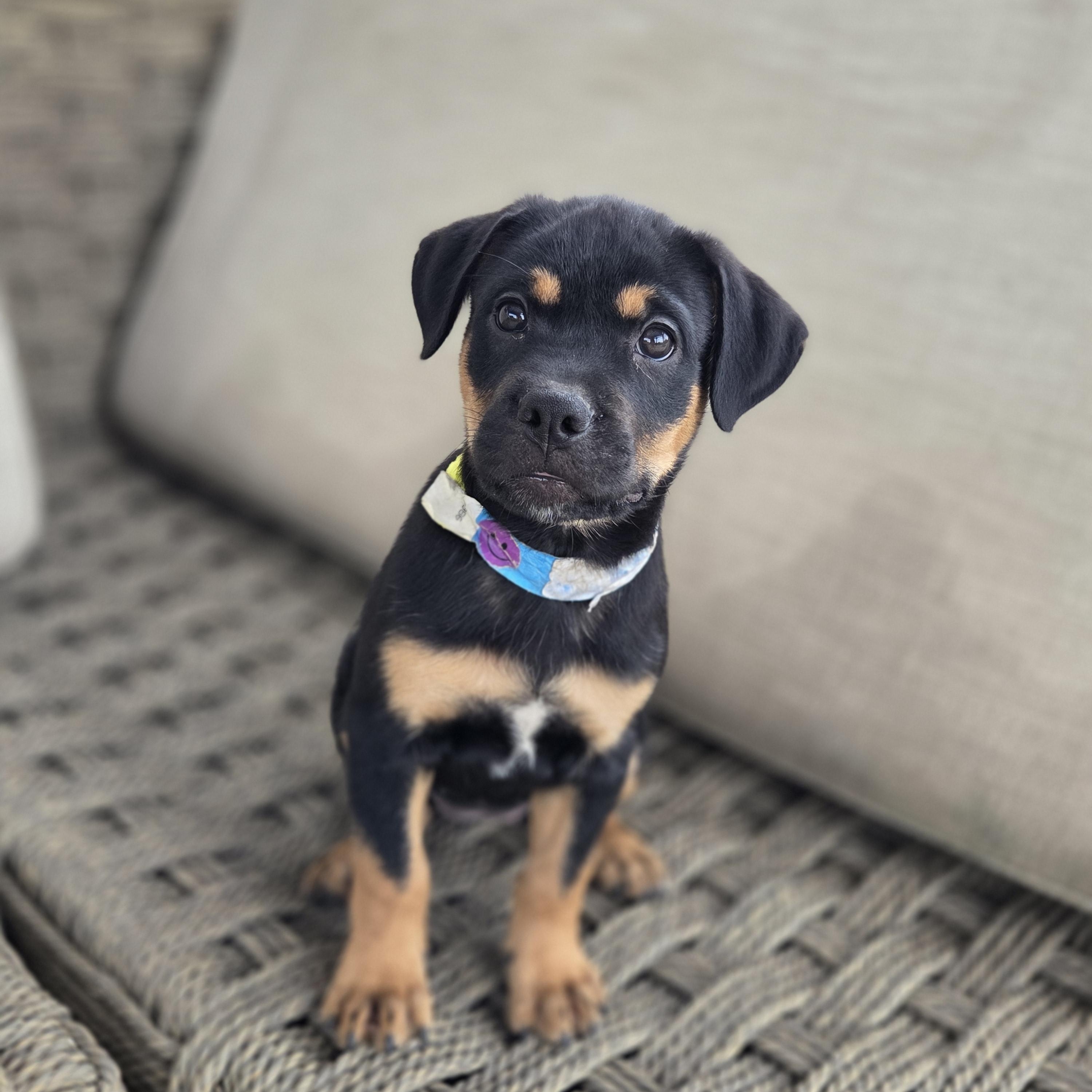 Bubbles, a ADOPTABLE mixed breed in Carr, CO image 2/6