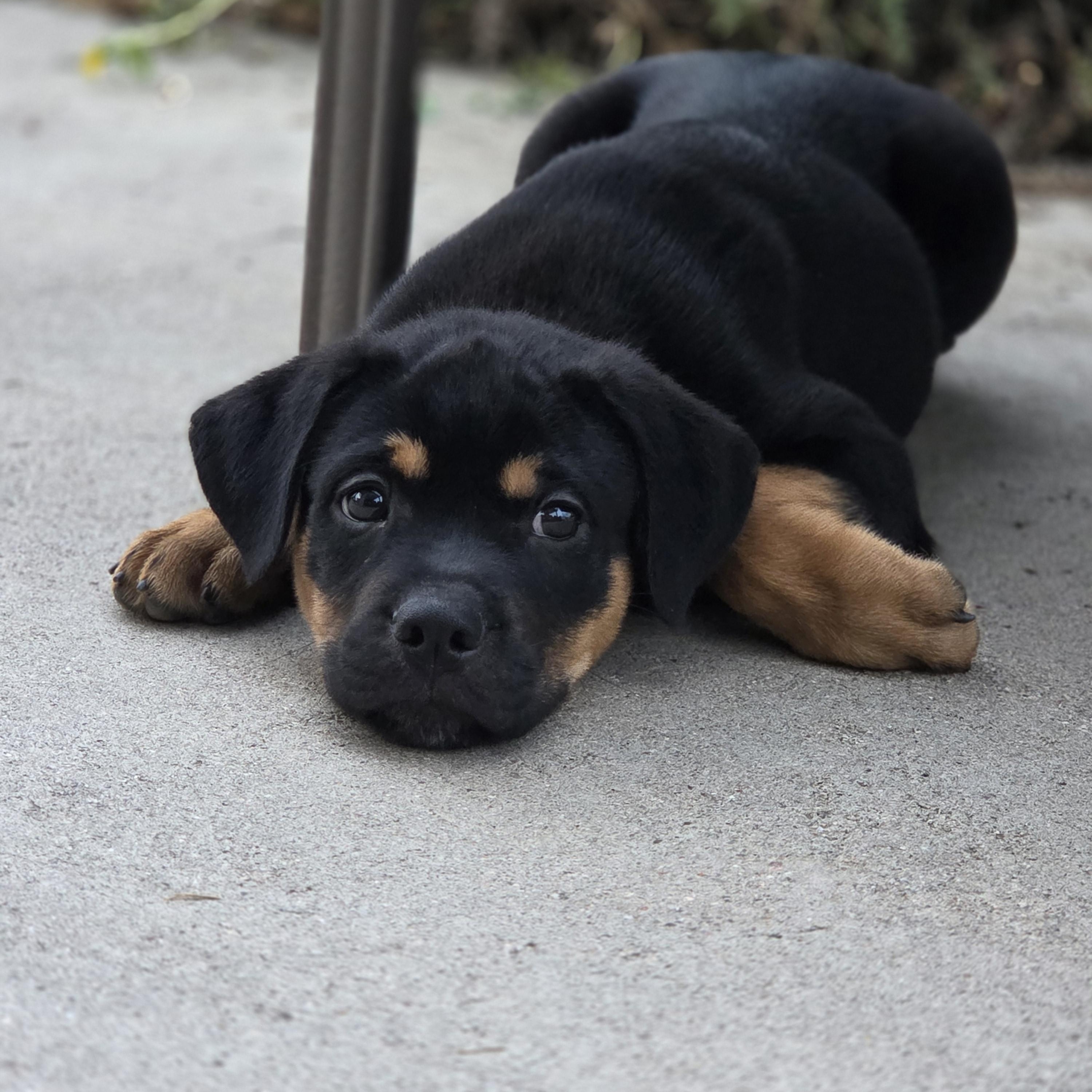Bubbles, a ADOPTABLE mixed breed in Carr, CO image 6/6
