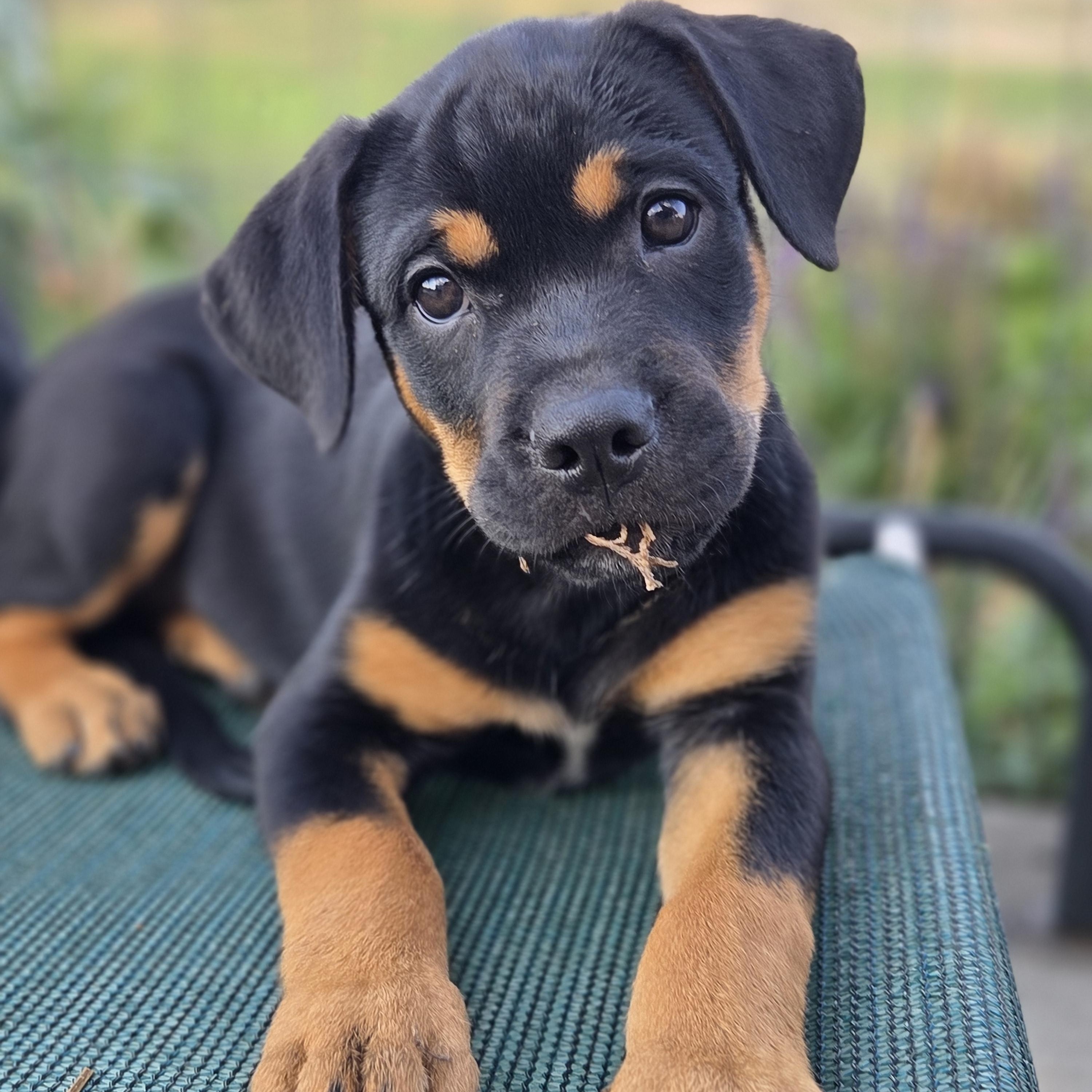 Bubbles, ADOPTABLE, Puppy Female Rottweiler.