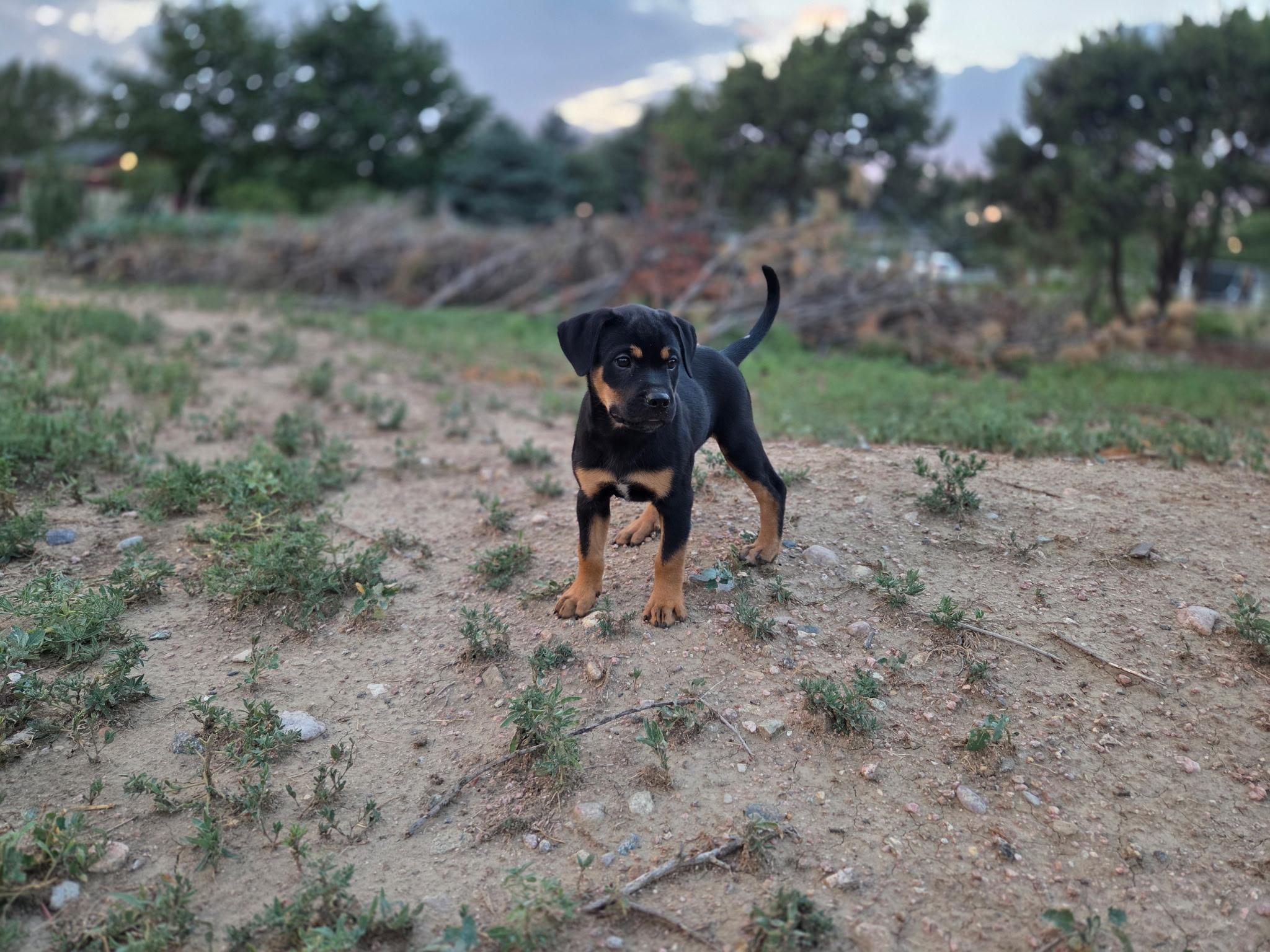 Bubbles, a ADOPTABLE mixed breed in Carr, CO image 4/6