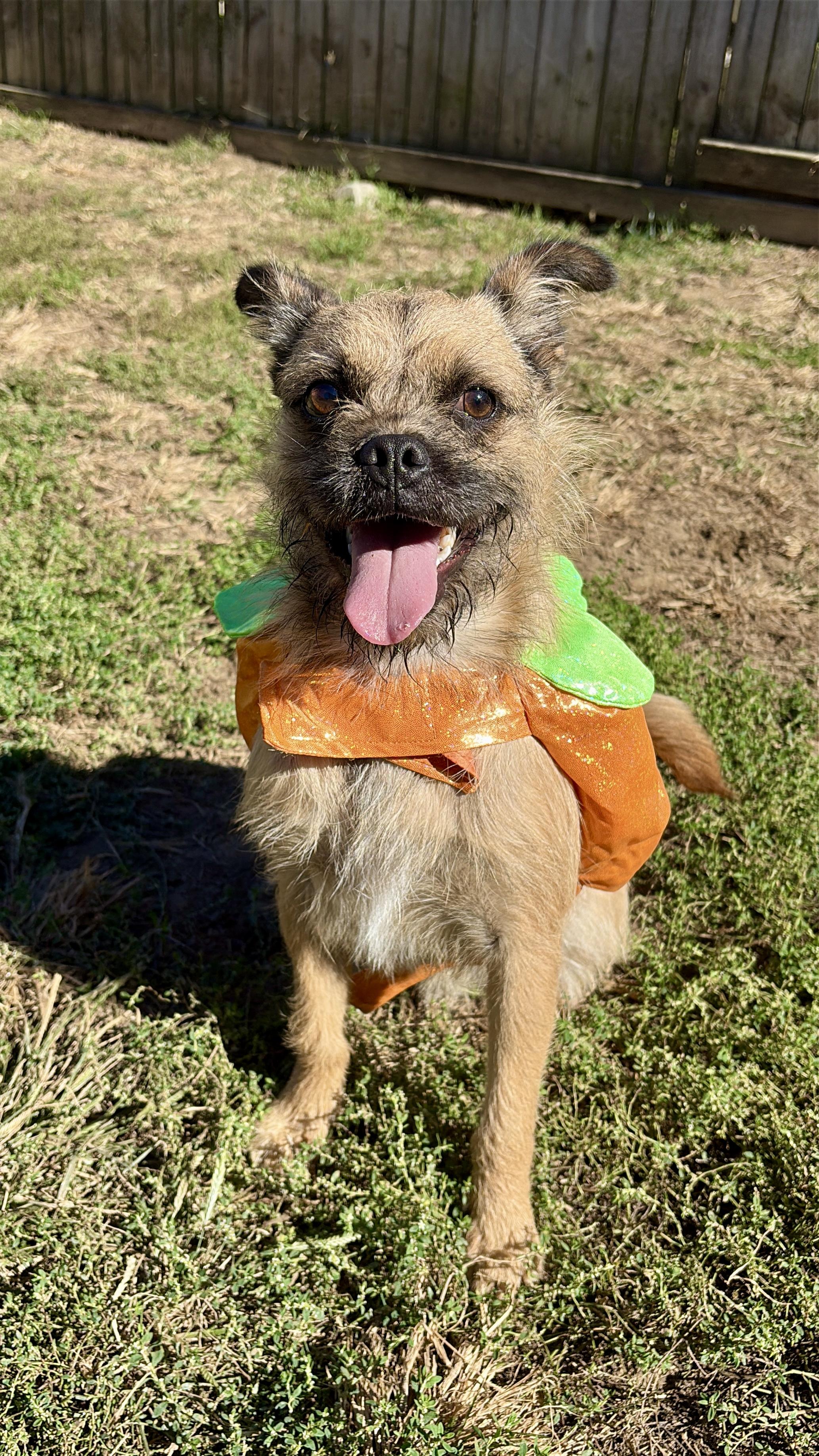 Enlarge Damon, a Adoptable mixed breed in Silver Spring, MD image 2/6