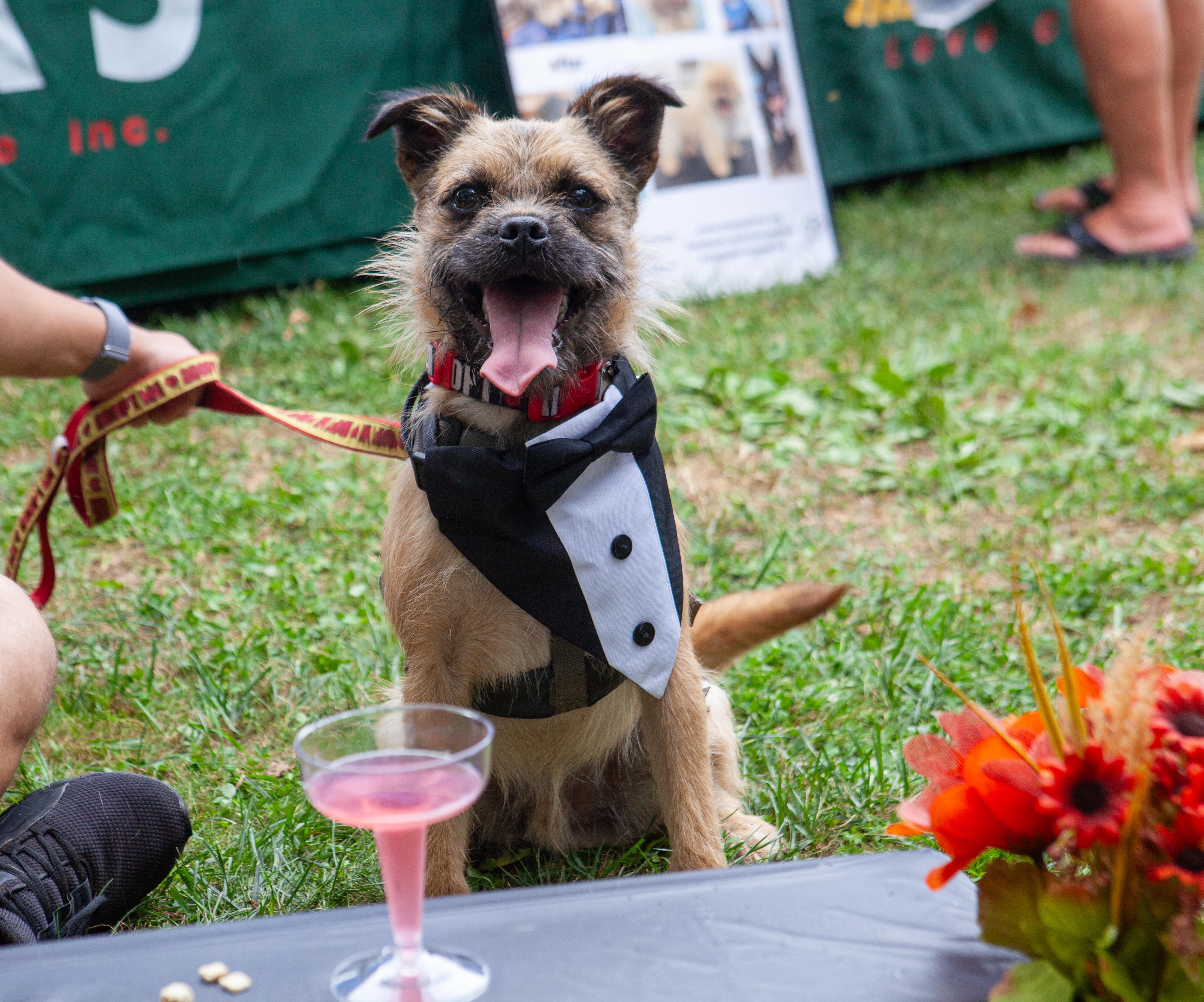 Damon, Adoptable, Young Male Border Terrier & Cairn Terrier.