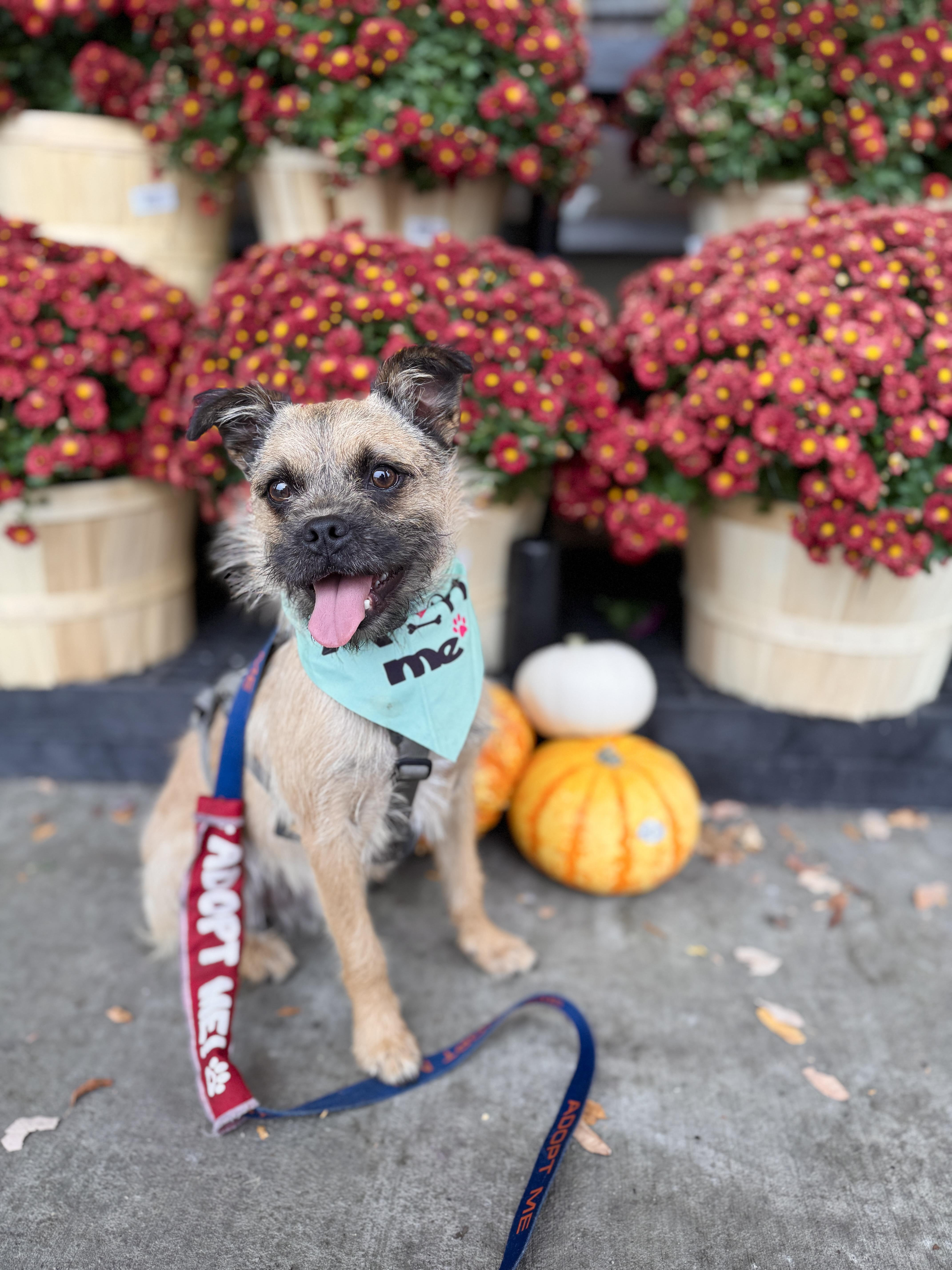 Enlarge Damon, a Adoptable mixed breed in Silver Spring, MD image 4/6