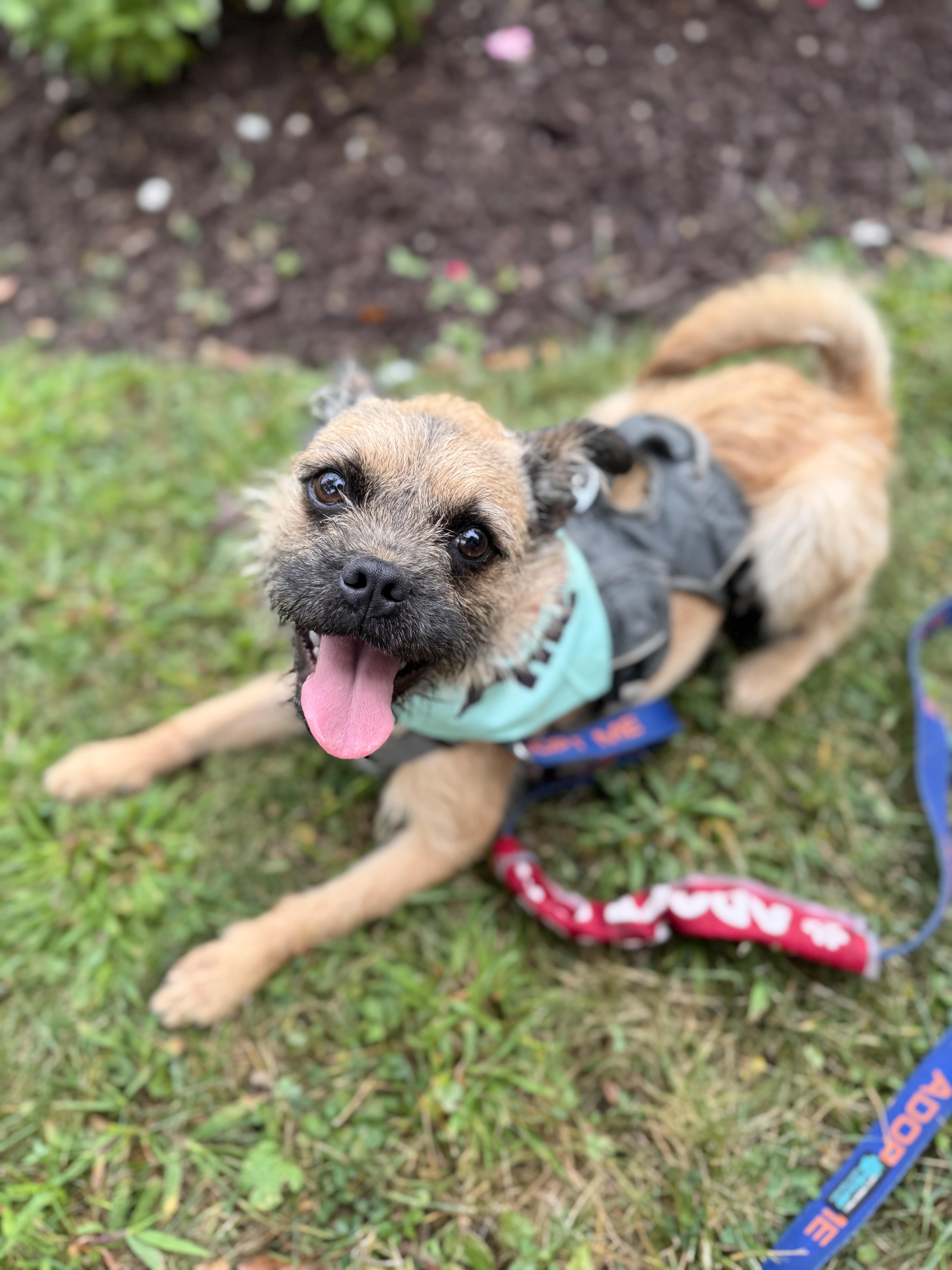 Enlarge Damon, a Adoptable mixed breed in Silver Spring, MD image 5/6