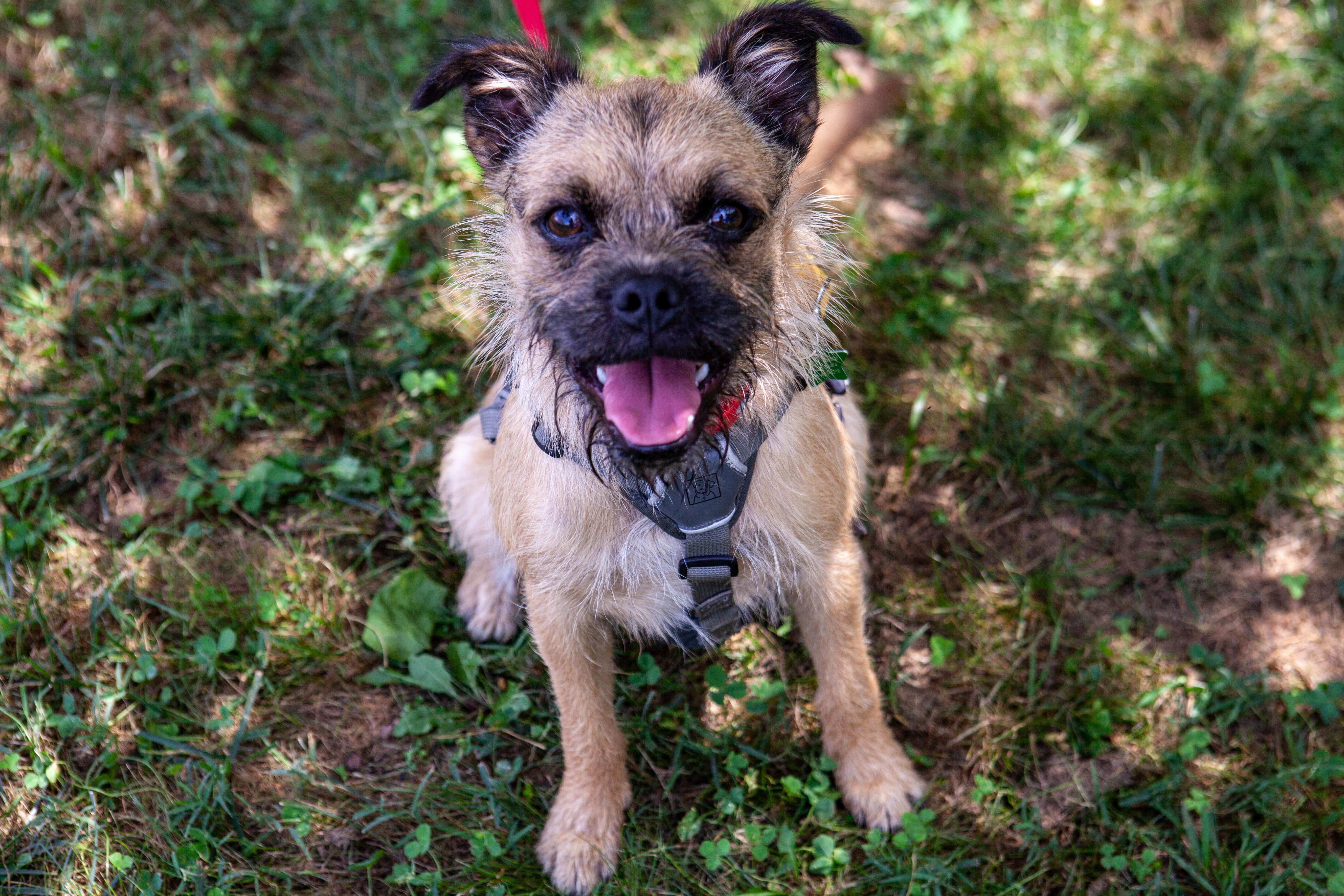 Enlarge Damon, a Adoptable mixed breed in Silver Spring, MD image 3/6