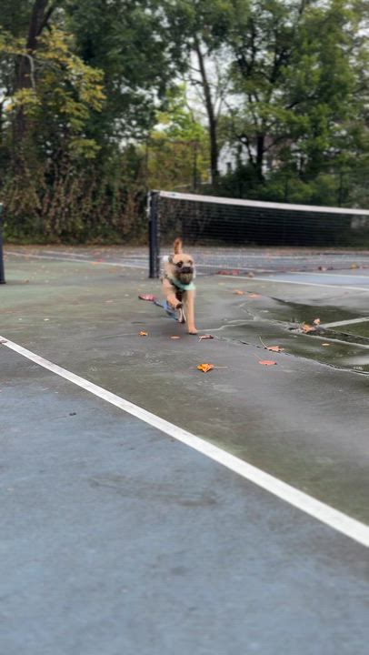 Enlarge Damon, a Adoptable mixed breed in Silver Spring, MD video 6/6