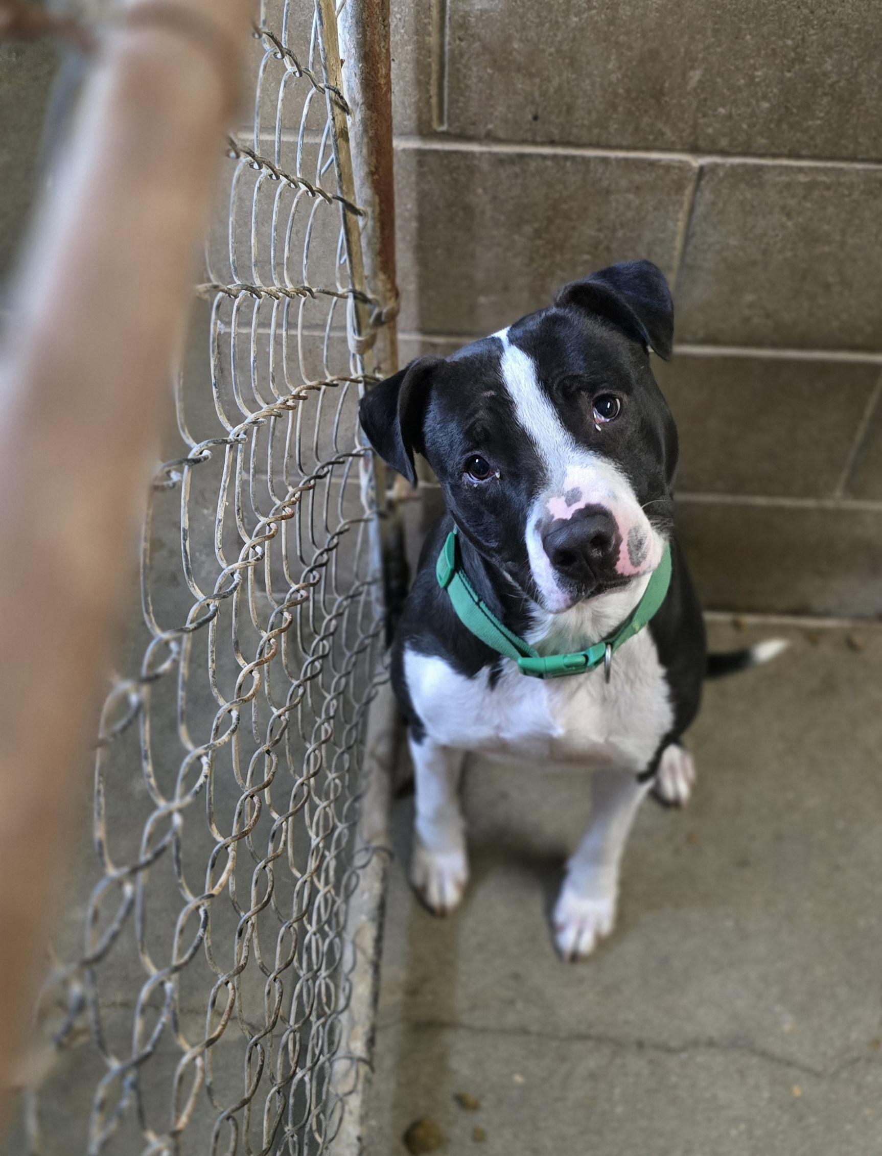 Theo, a Adoptable American Staffordshire Terrier in Petersburg, IN image 1/3