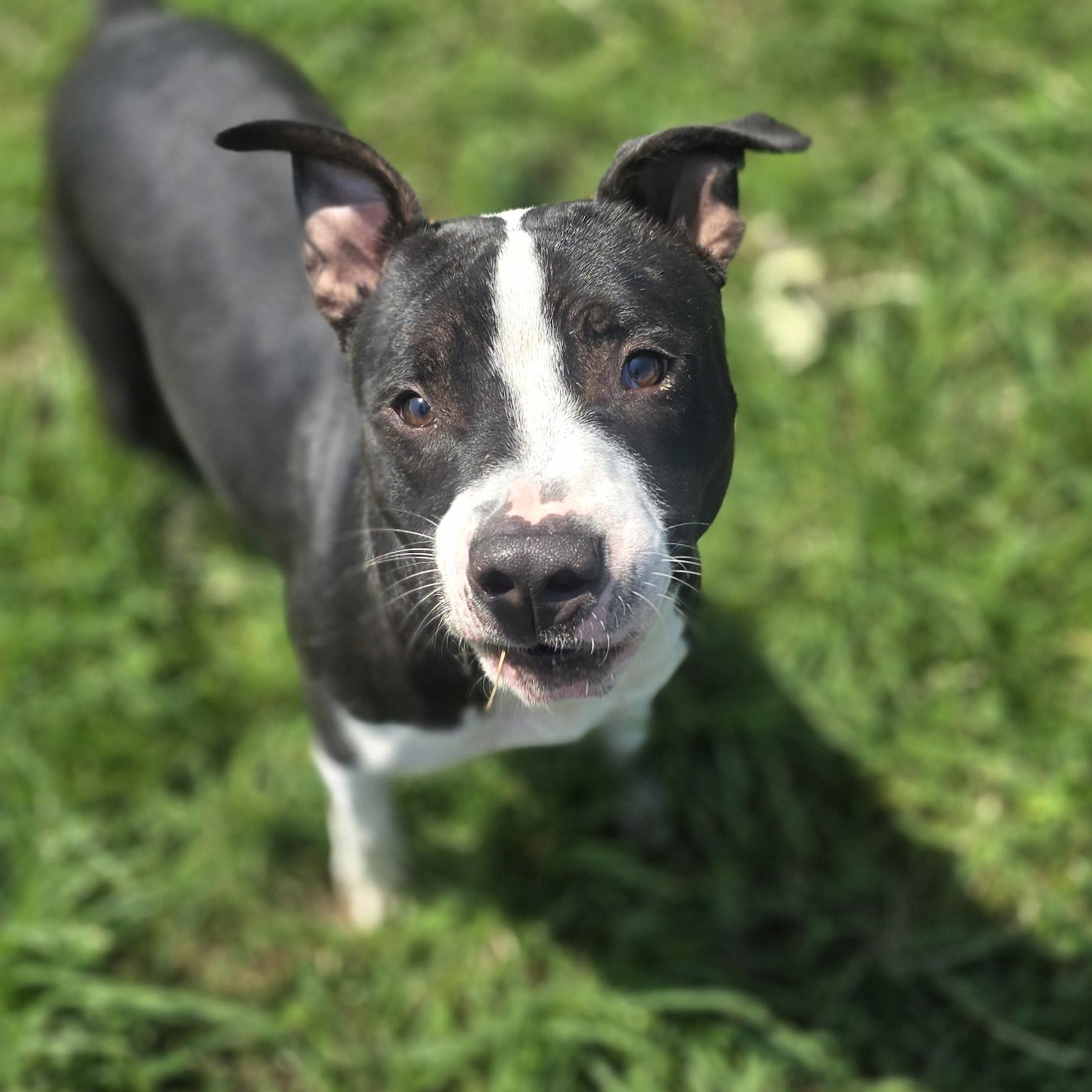 Theo, Adoptable, Young Male American Staffordshire Terrier.