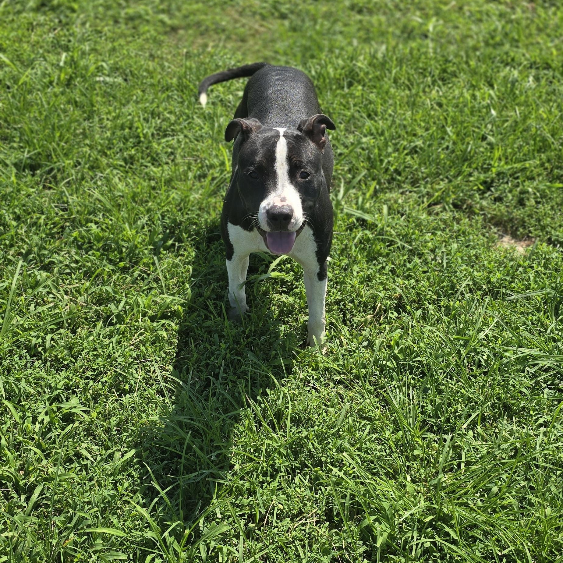Enlarge Theo, a Adoptable American Staffordshire Terrier in Petersburg, IN image 2/2