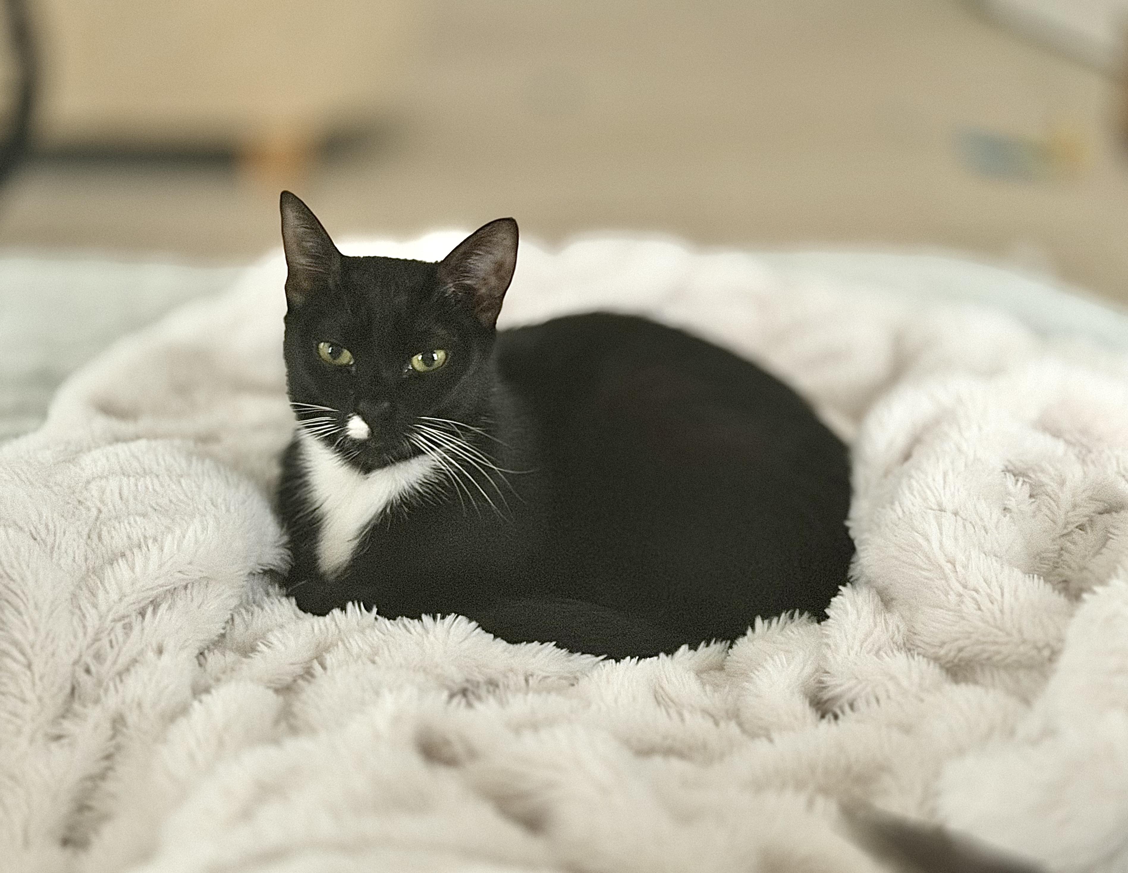 Ivy and Daisy, a ADOPTABLE Domestic Short Hair in Lawrenceville, GA image 3/5