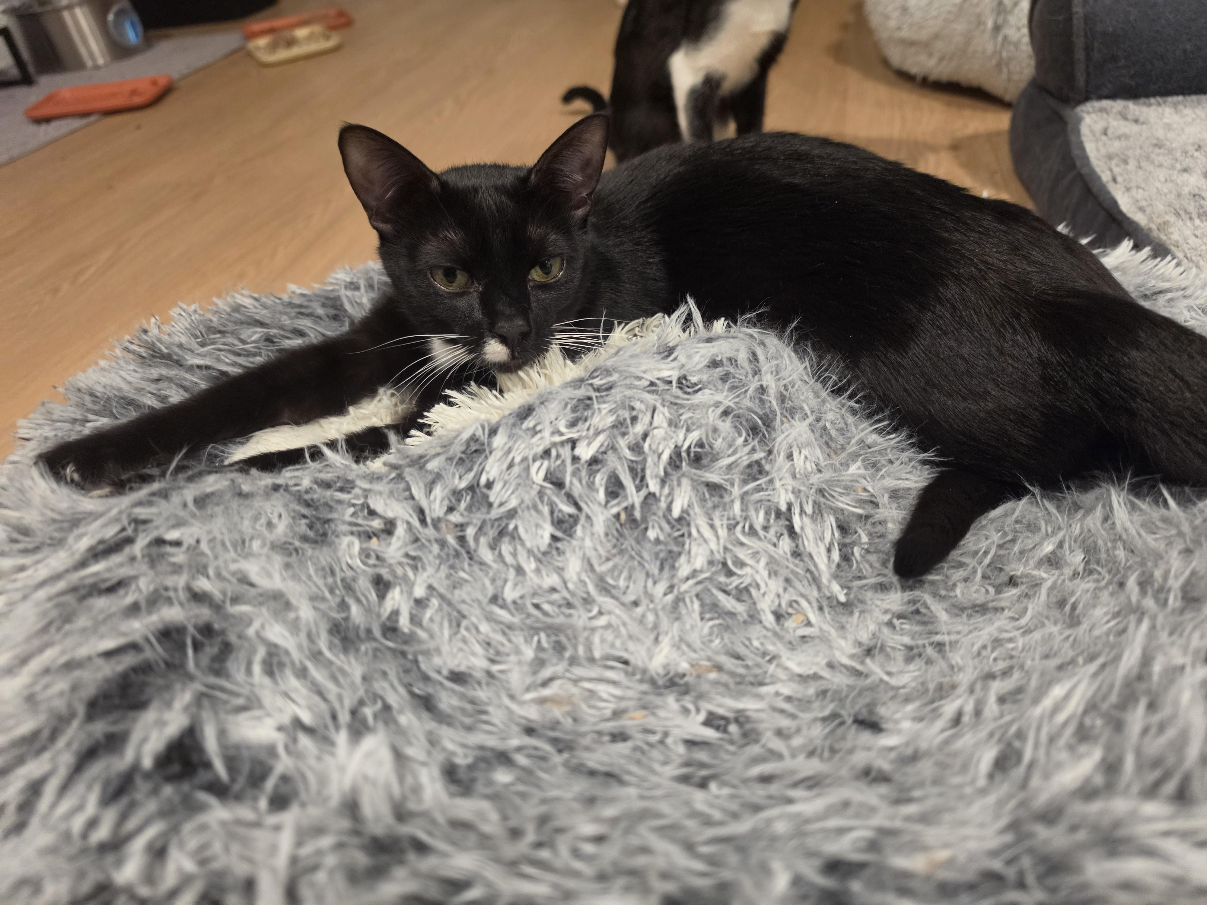 Ivy and Daisy, a ADOPTABLE Domestic Short Hair in Lawrenceville, GA image 4/5