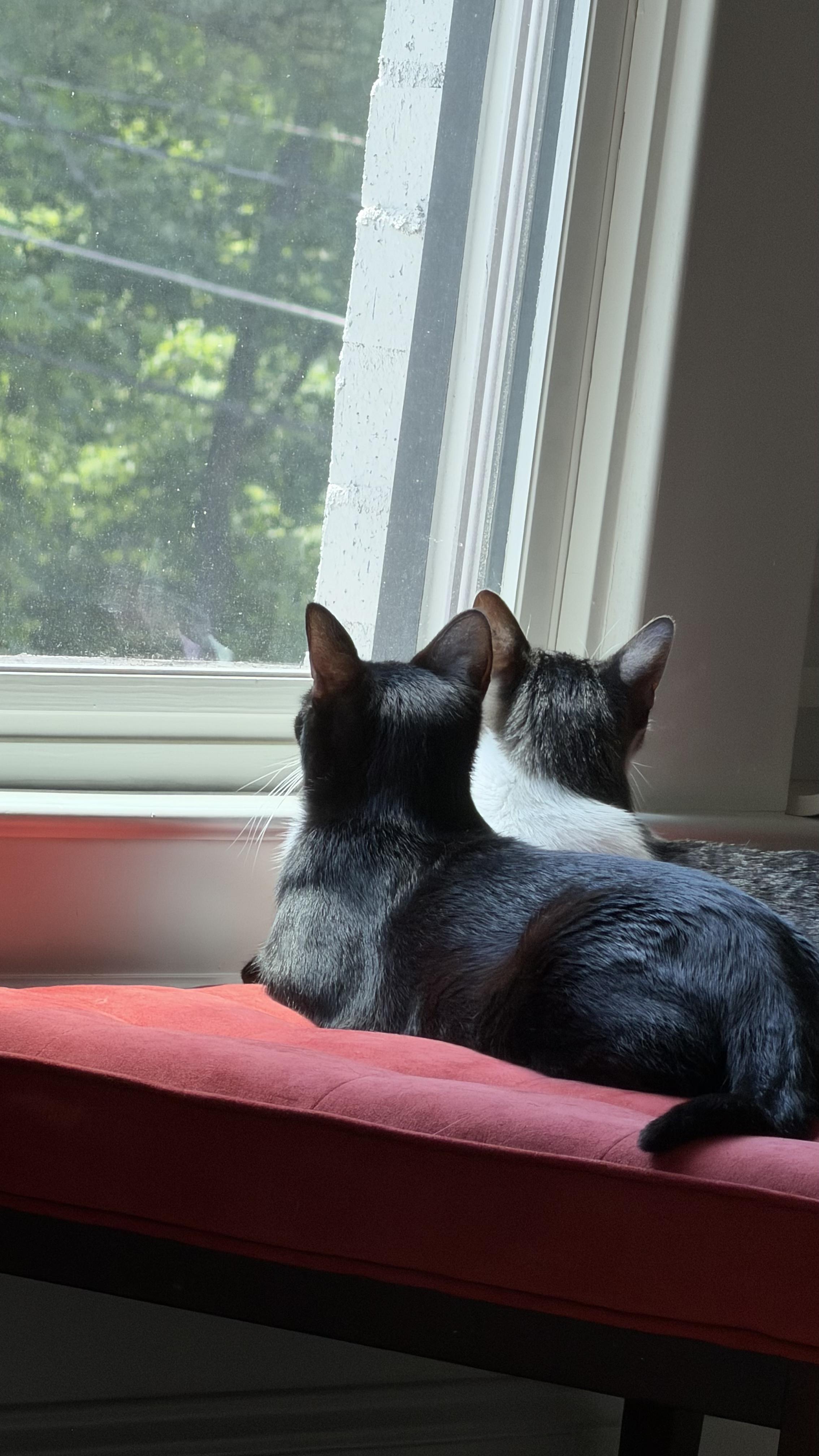 Ivy and Daisy, a ADOPTABLE Domestic Short Hair in Lawrenceville, GA image 1/5