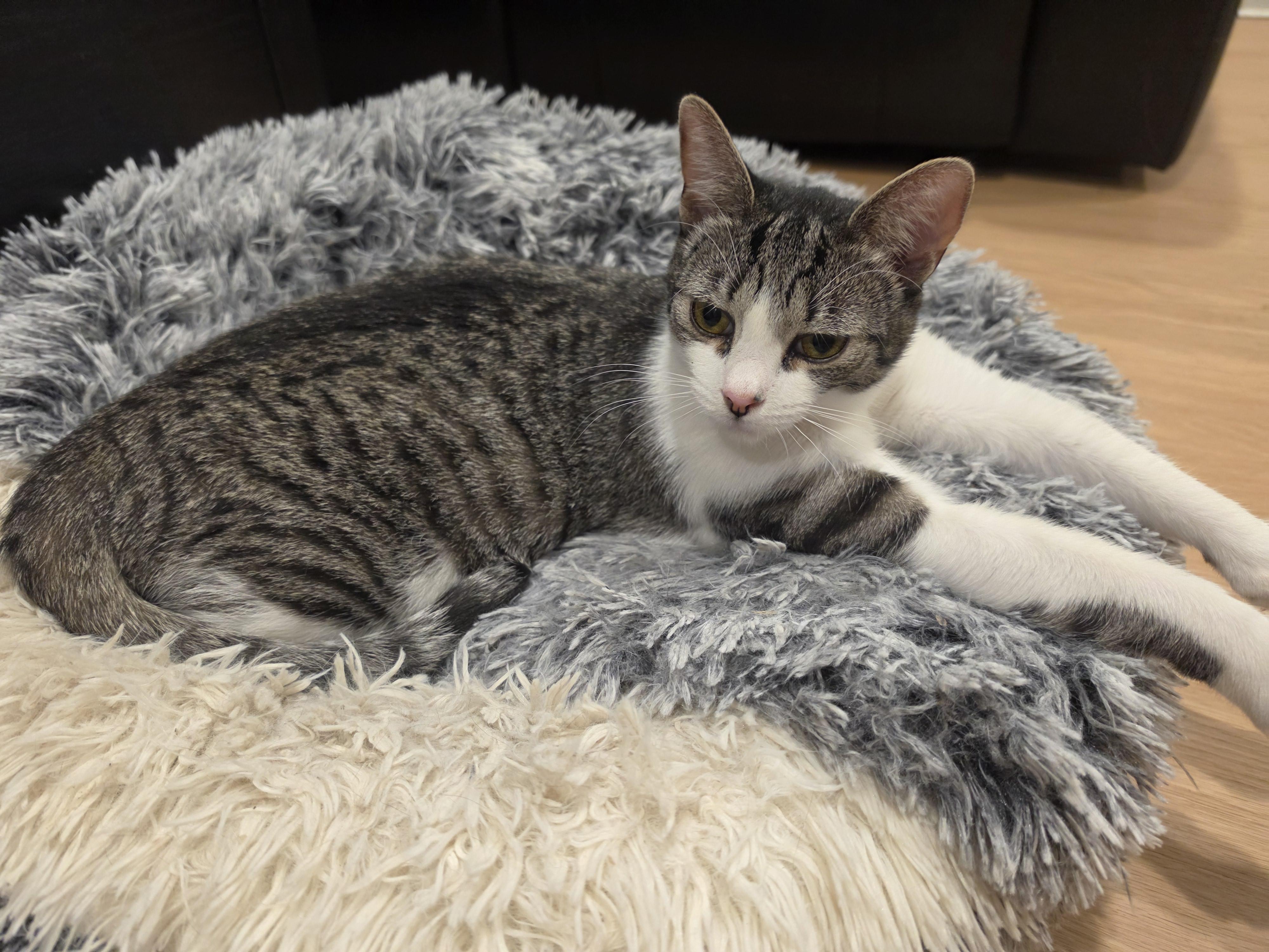 Ivy and Daisy, a ADOPTABLE Domestic Short Hair in Lawrenceville, GA image 5/5