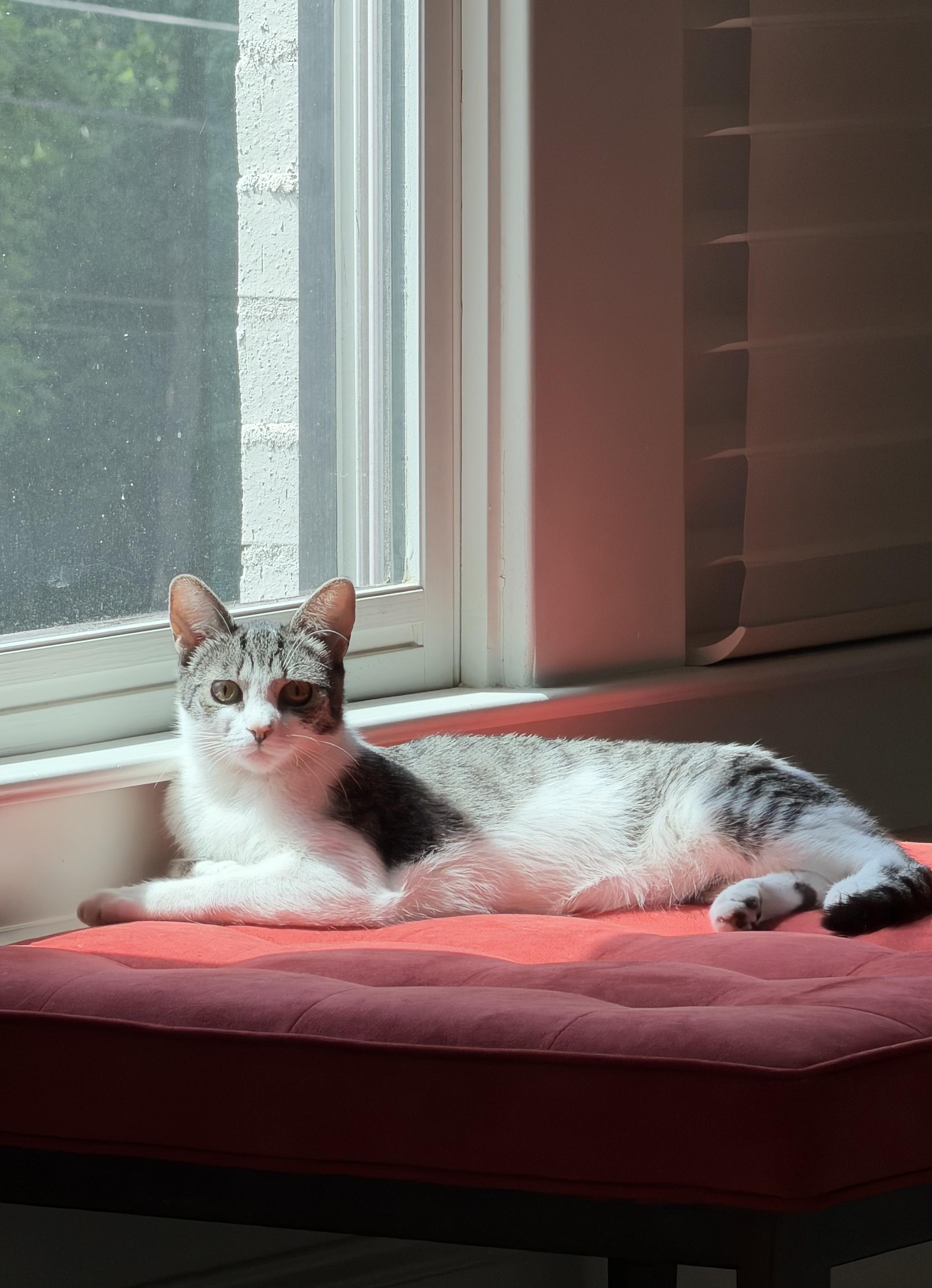 Ivy and Daisy, a ADOPTABLE Domestic Short Hair in Lawrenceville, GA image 2/5