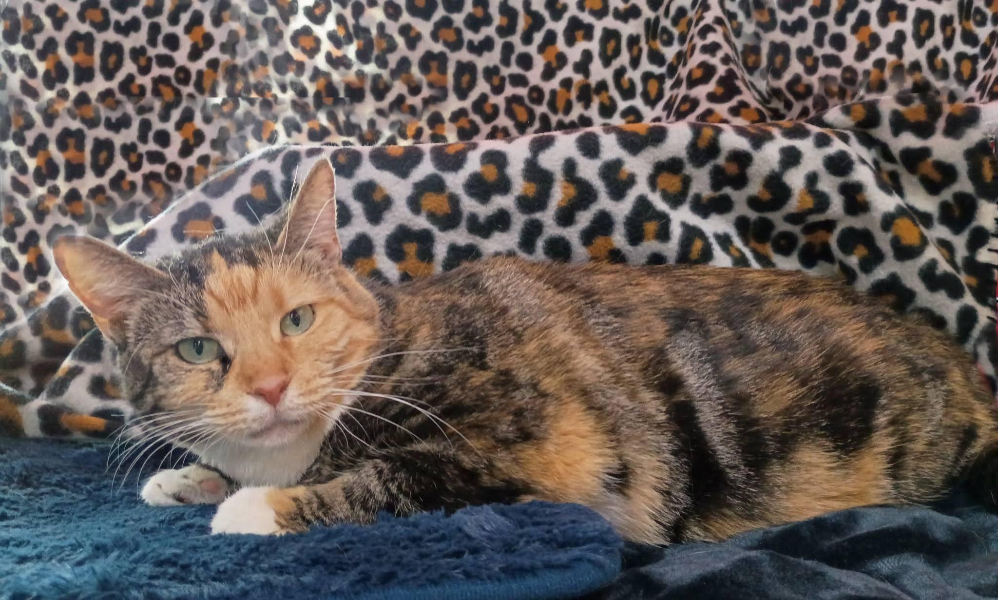 Volkswagon (VW), a ADOPTABLE Domestic Short Hair in Morgantown, WV image 4/4