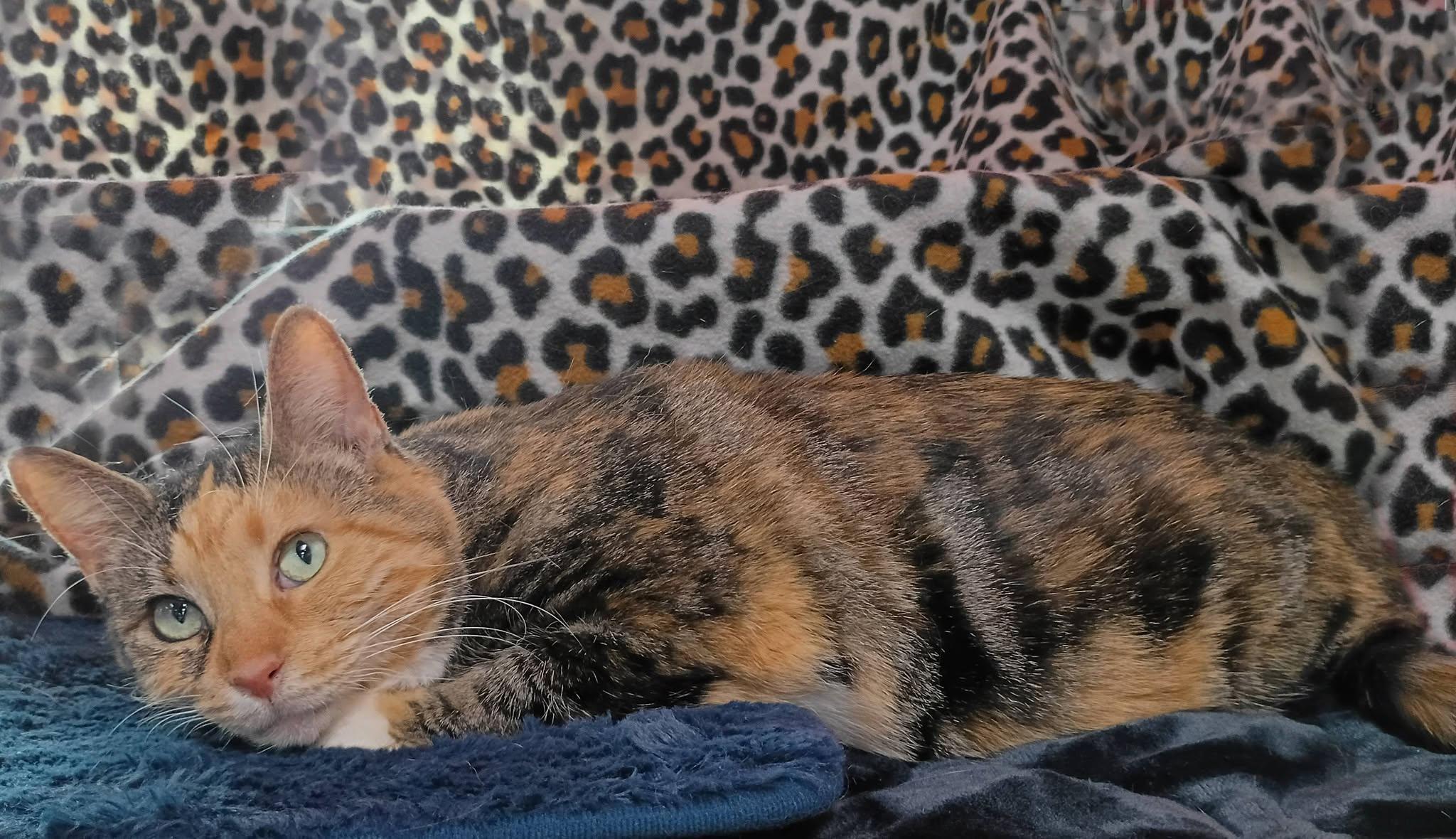 Volkswagon (VW), a ADOPTABLE Domestic Short Hair in Morgantown, WV image 2/4