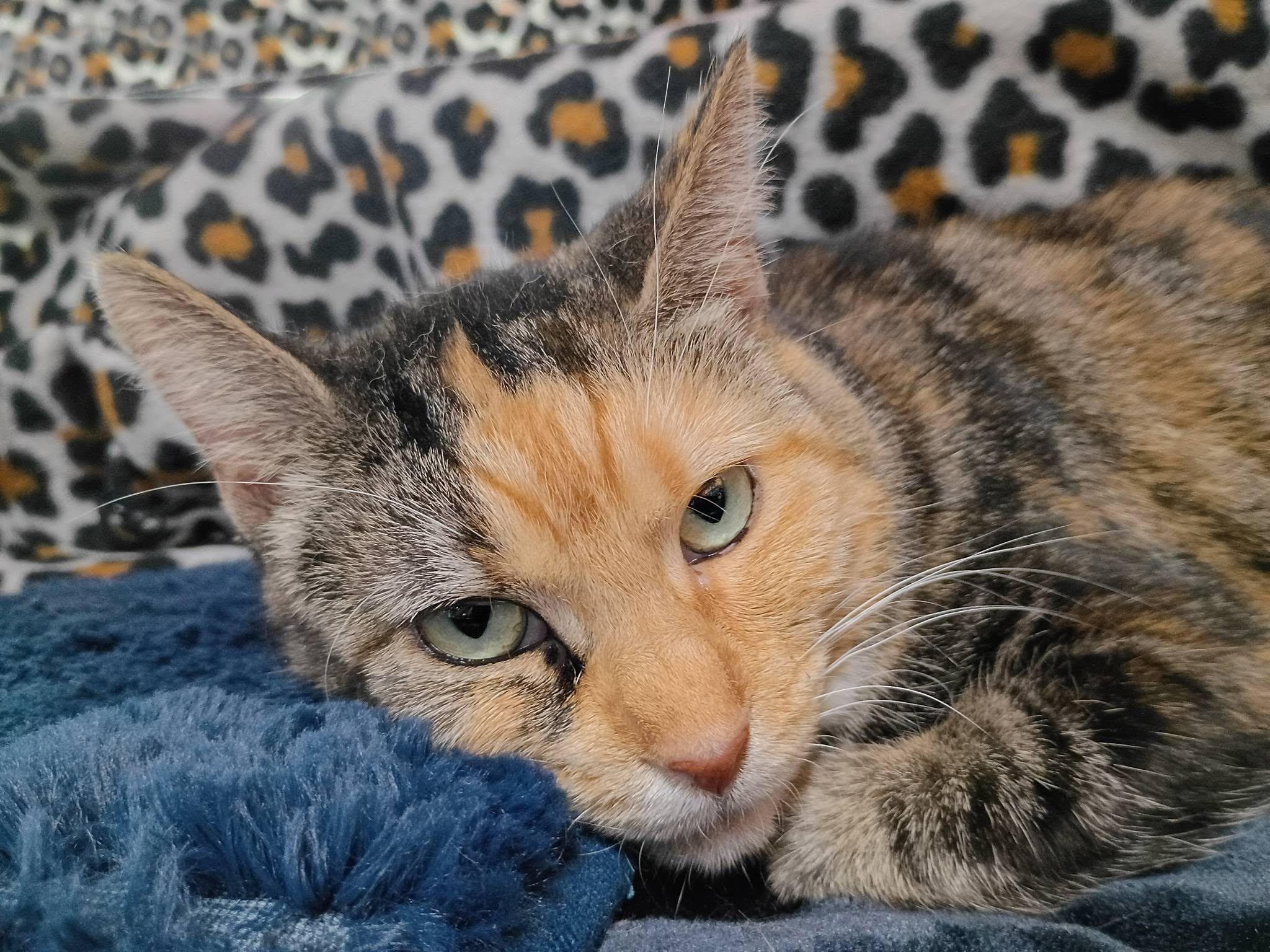 Volkswagon (VW), ADOPTABLE, Adult Female Domestic Short Hair.