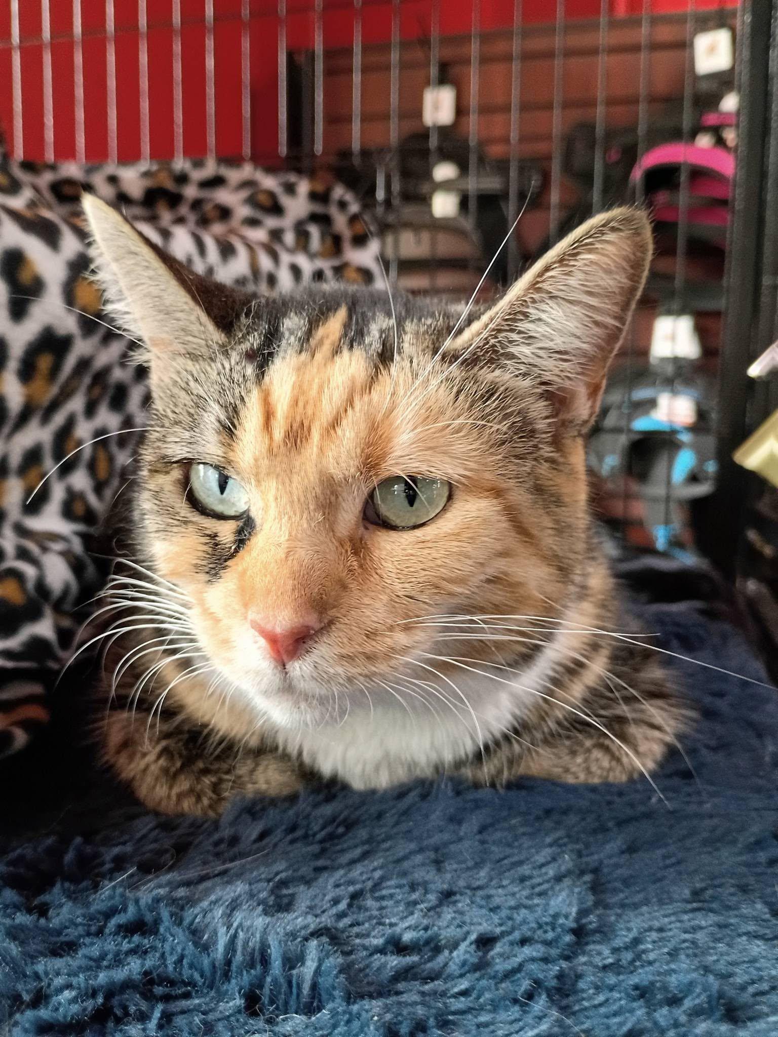 Volkswagon (VW), a ADOPTABLE Domestic Short Hair in Morgantown, WV image 3/4