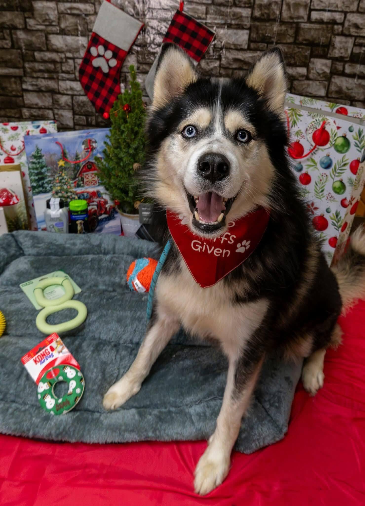 Enlarge Bodhi, a Adoptable Siberian Husky in Langley, BC image 2/6