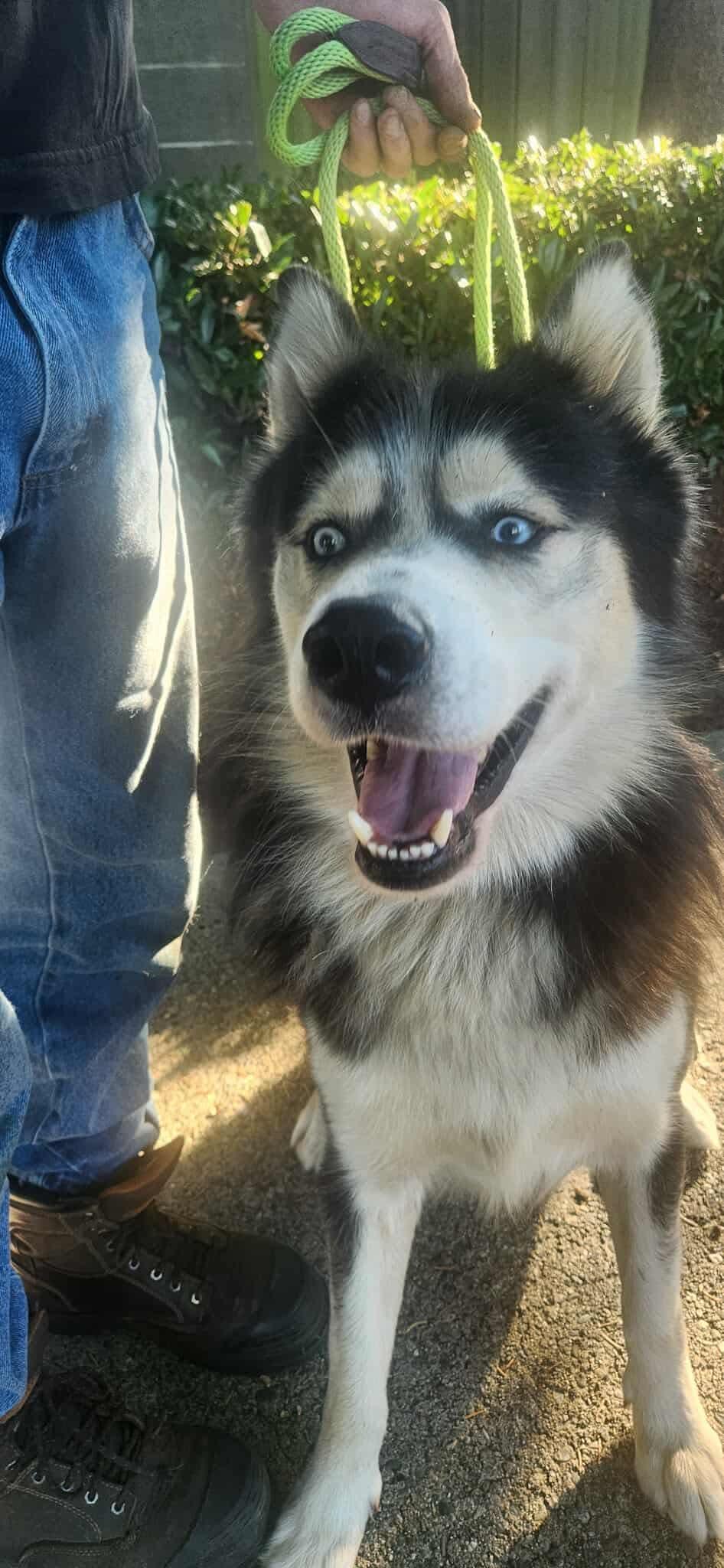 Enlarge Bodhi, a Adoptable Siberian Husky in Langley, BC image 3/6