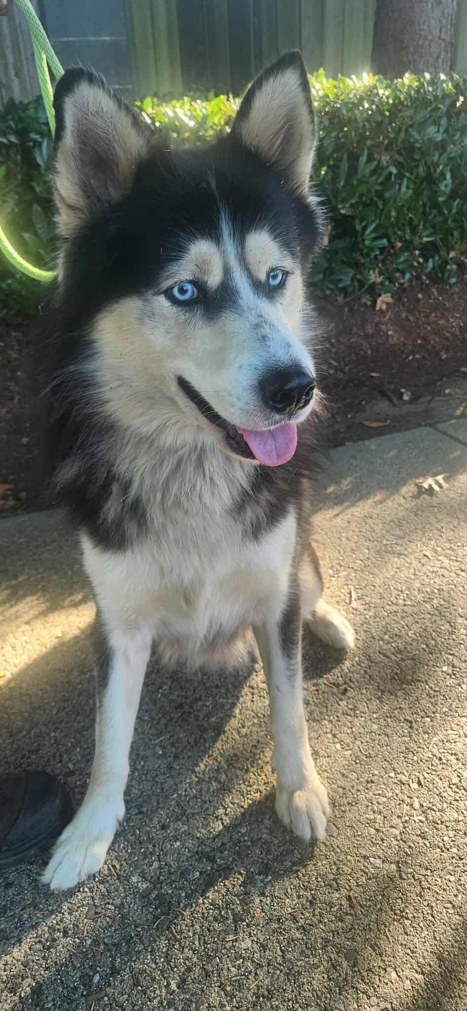 Enlarge Bodhi, a Adoptable Siberian Husky in Langley, BC image 5/6