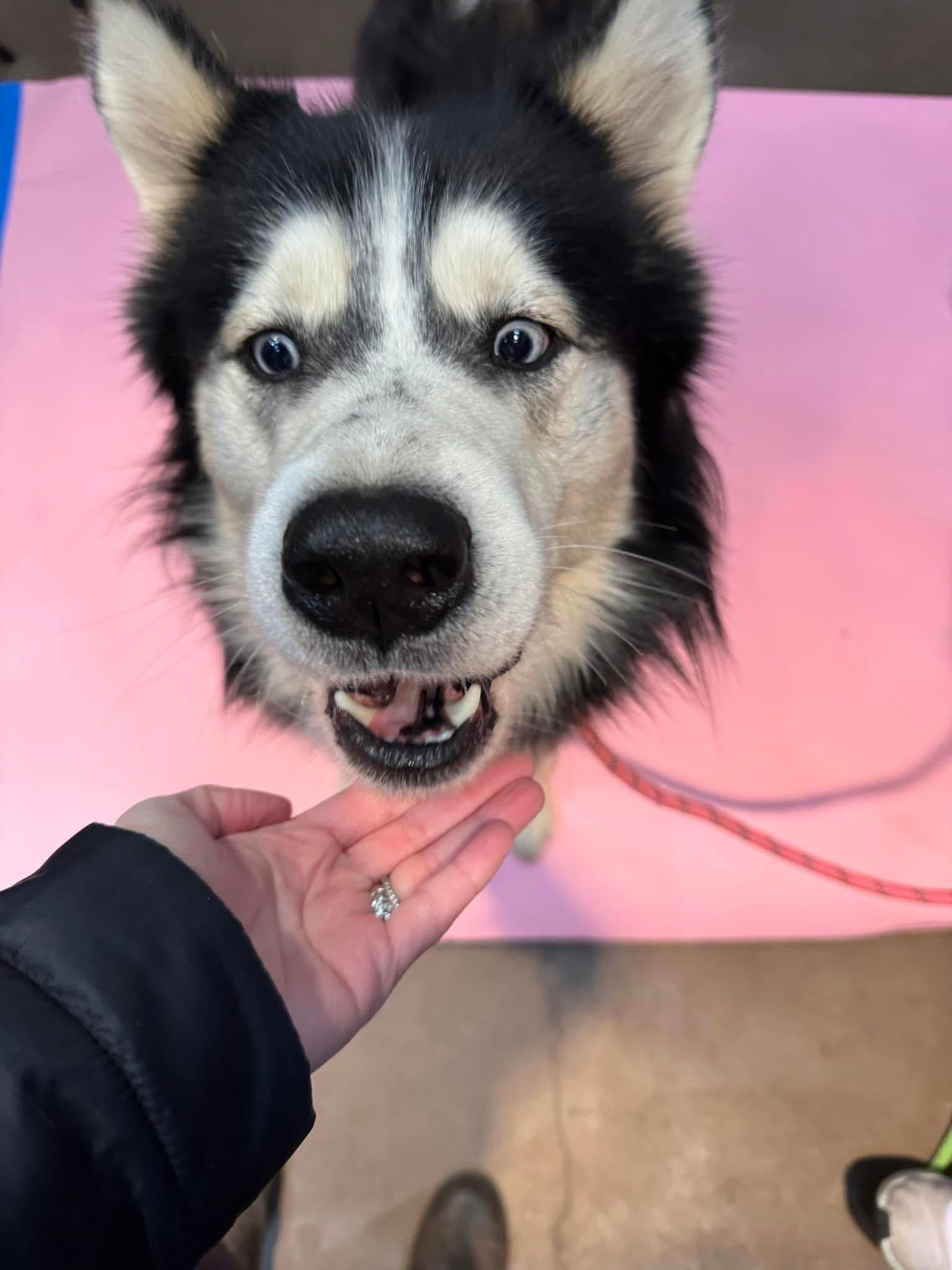 Enlarge Bodhi, a Adoptable Siberian Husky in Langley, BC image 4/6