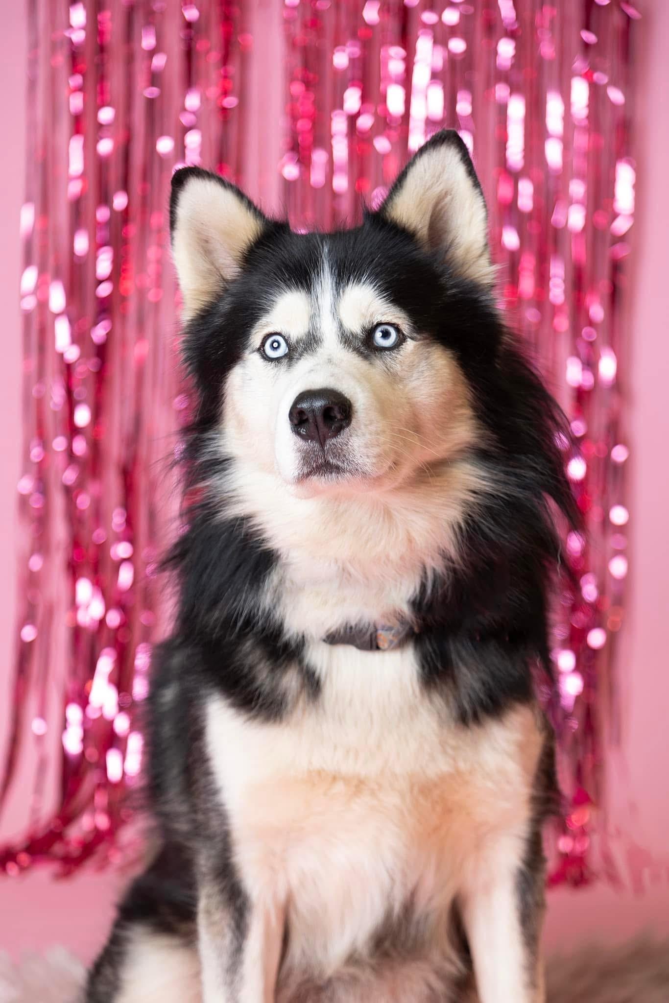 Bodhi, Adoptable, Adult Male Siberian Husky.