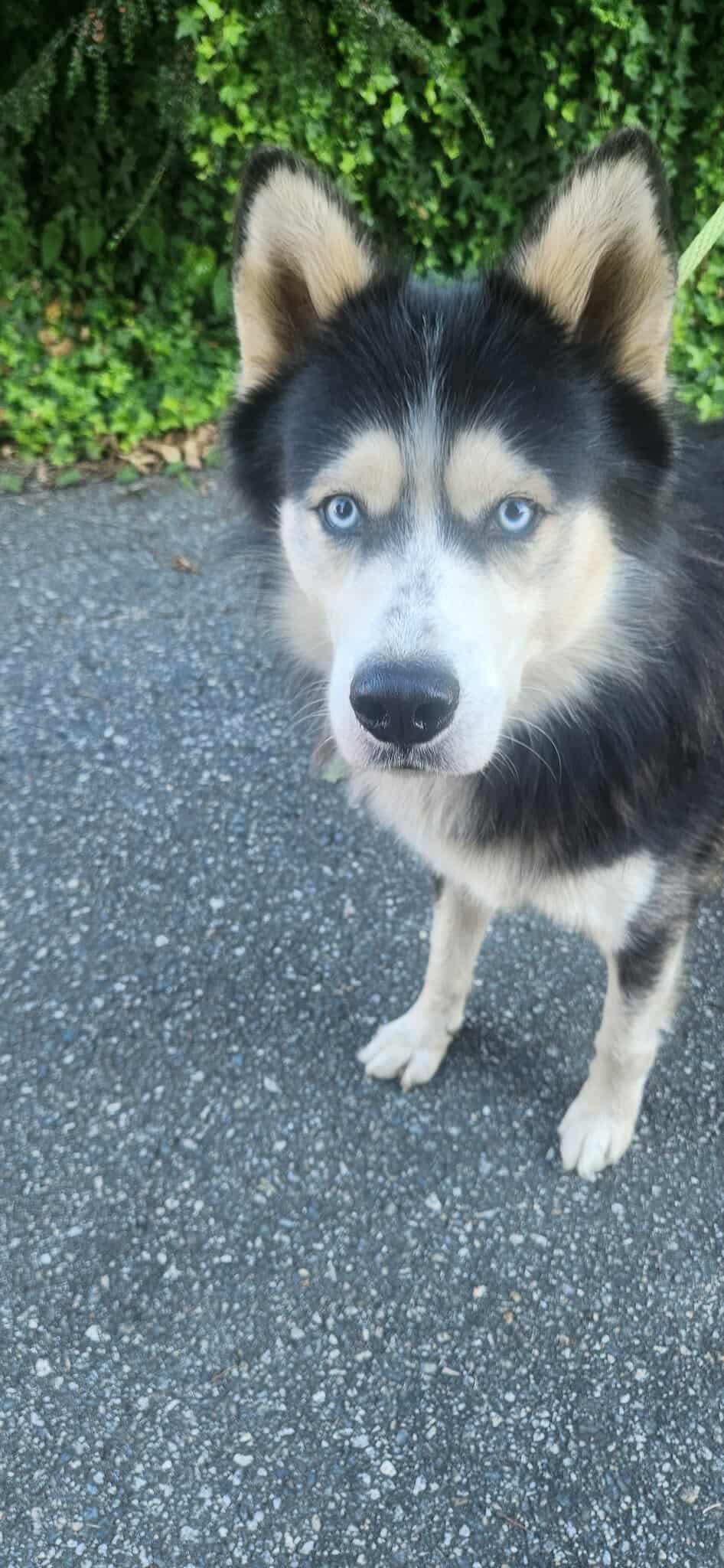 Enlarge Bodhi, a Adoptable Siberian Husky in Langley, BC image 6/6