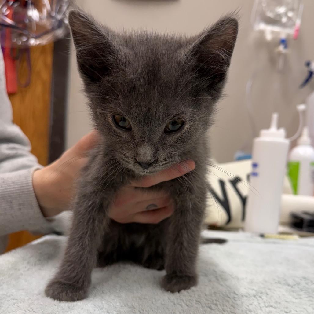Gale, Adoptable, Kitten Male Domestic Short Hair.