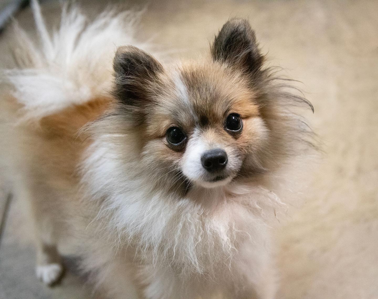 Sonny, Adopted, Adult Male Pomeranian.