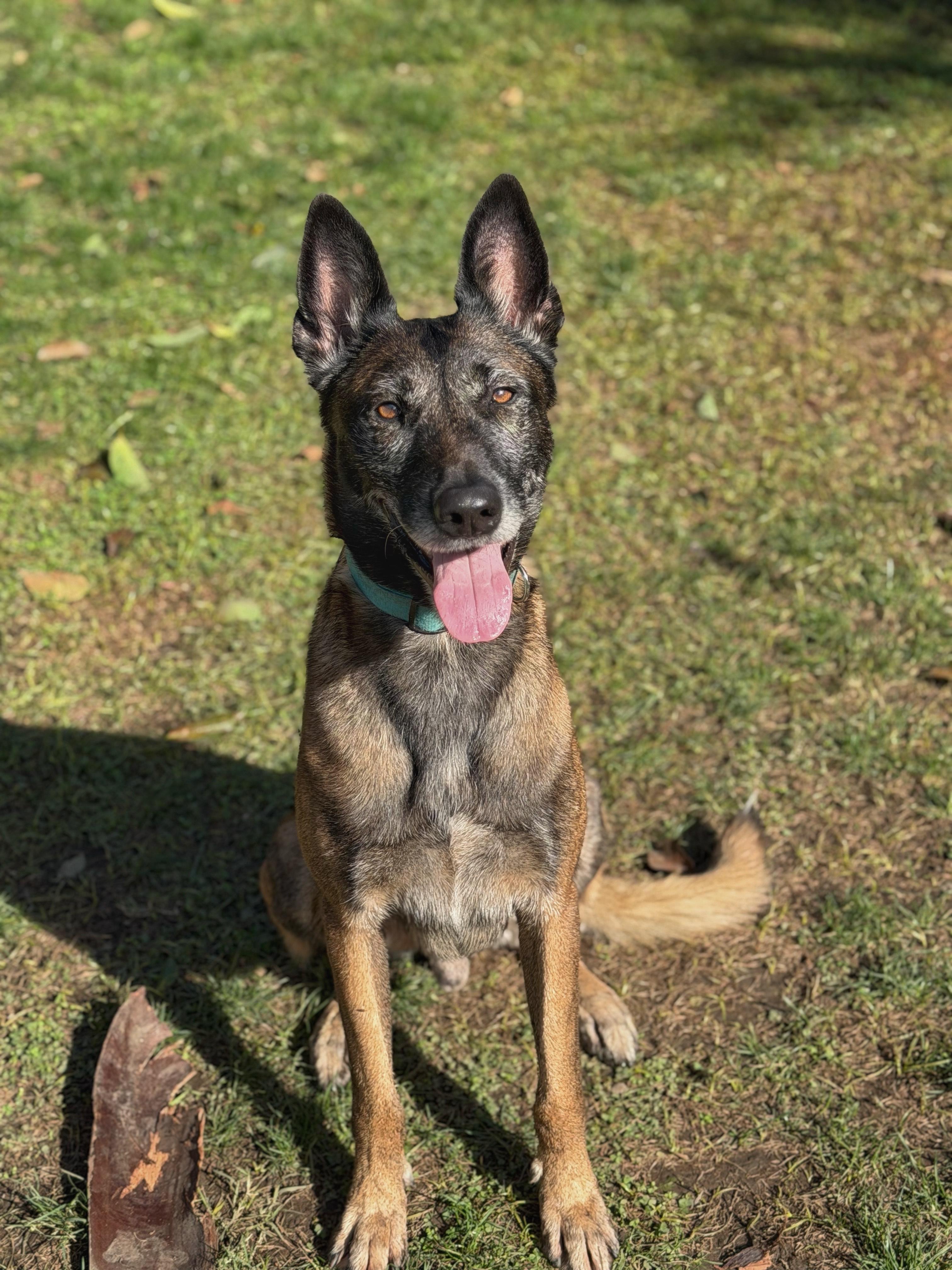 Enlarge Casper, a ADOPTABLE Belgian Shepherd / Malinois in Burbank, CA image 1/6