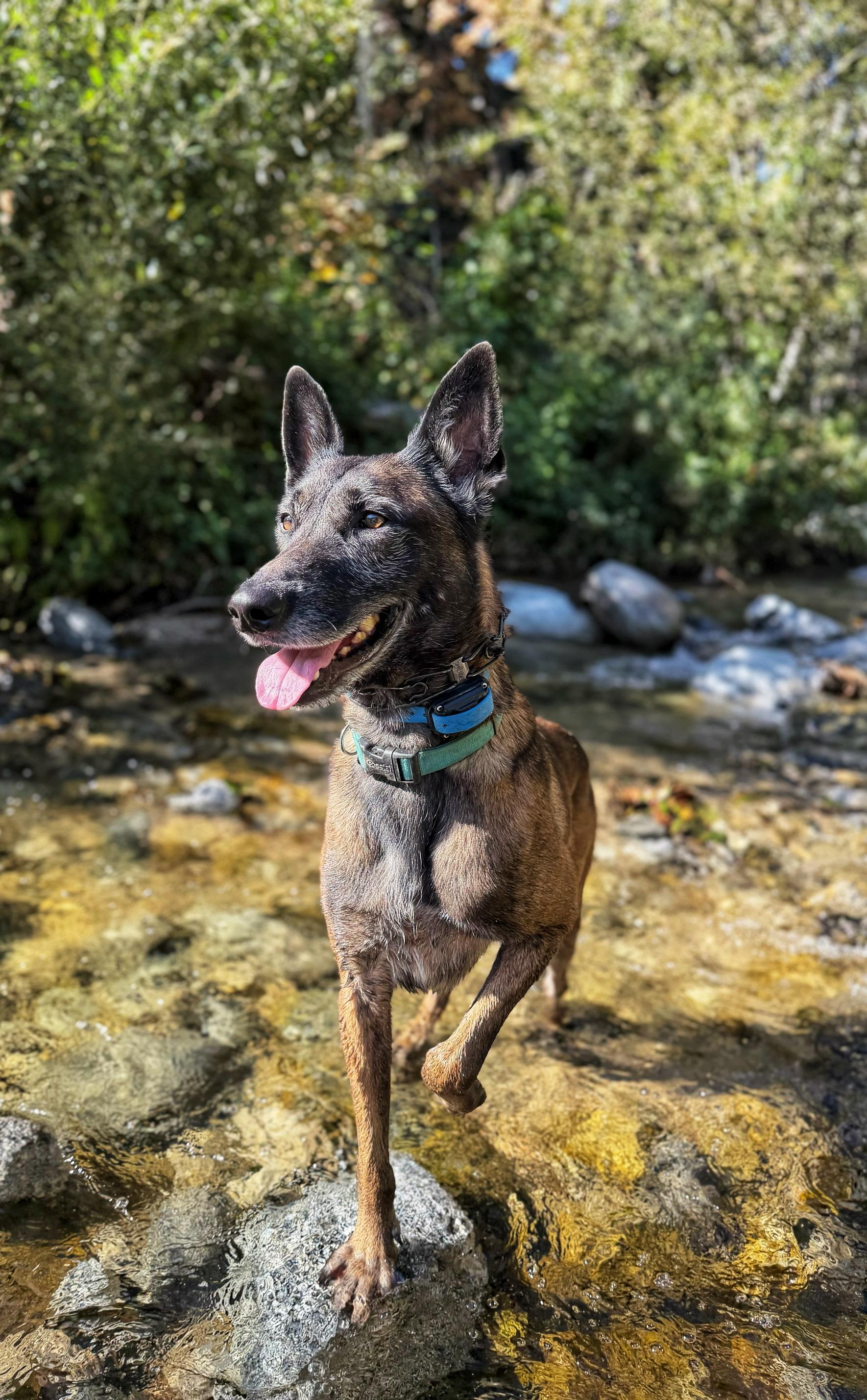 Enlarge Casper, a ADOPTABLE Belgian Shepherd / Malinois in Burbank, CA image 2/6