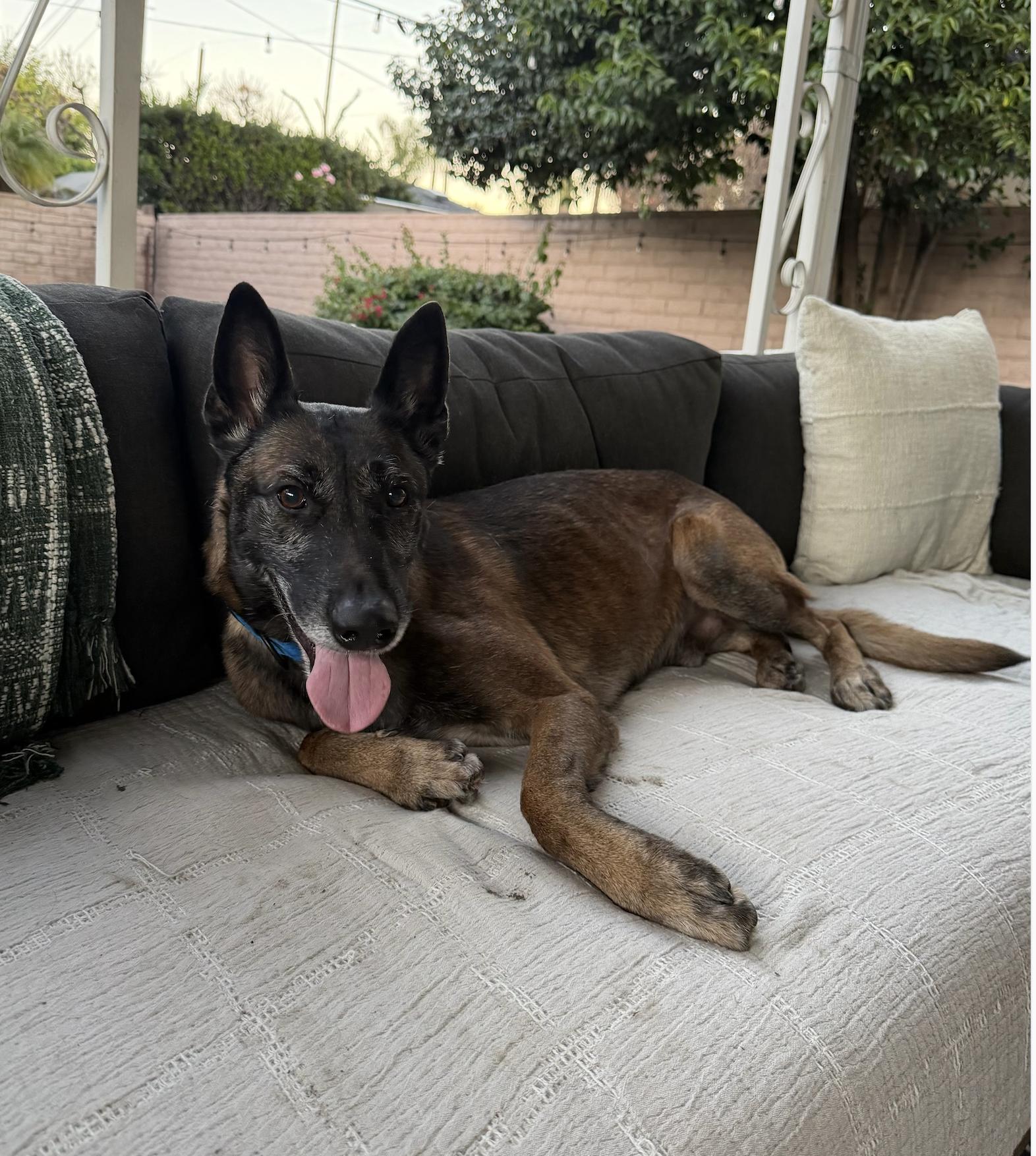 Enlarge Casper, a ADOPTABLE Belgian Shepherd / Malinois in Burbank, CA image 3/6
