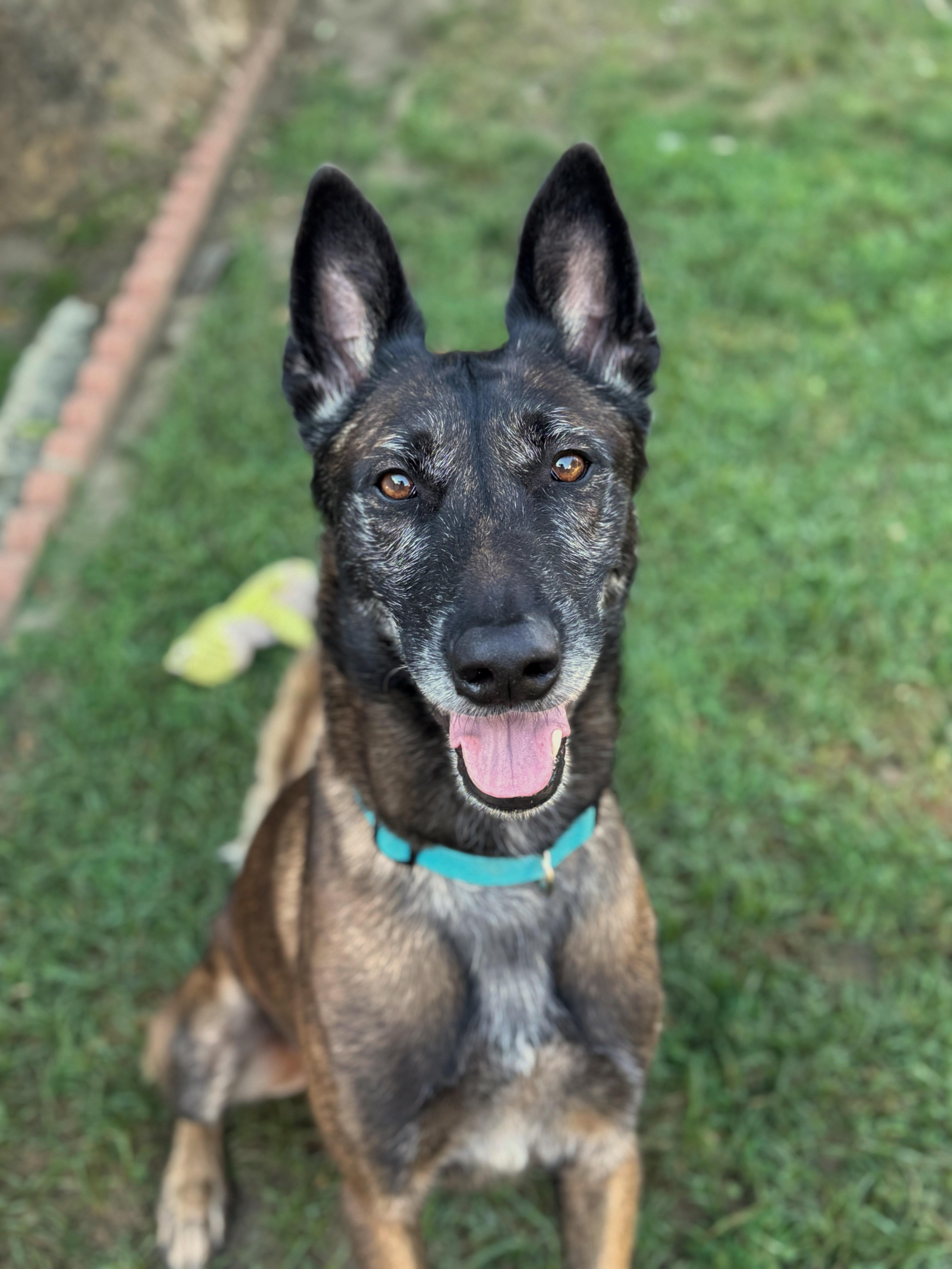Enlarge Casper, a ADOPTABLE Belgian Shepherd / Malinois in Burbank, CA image 4/6
