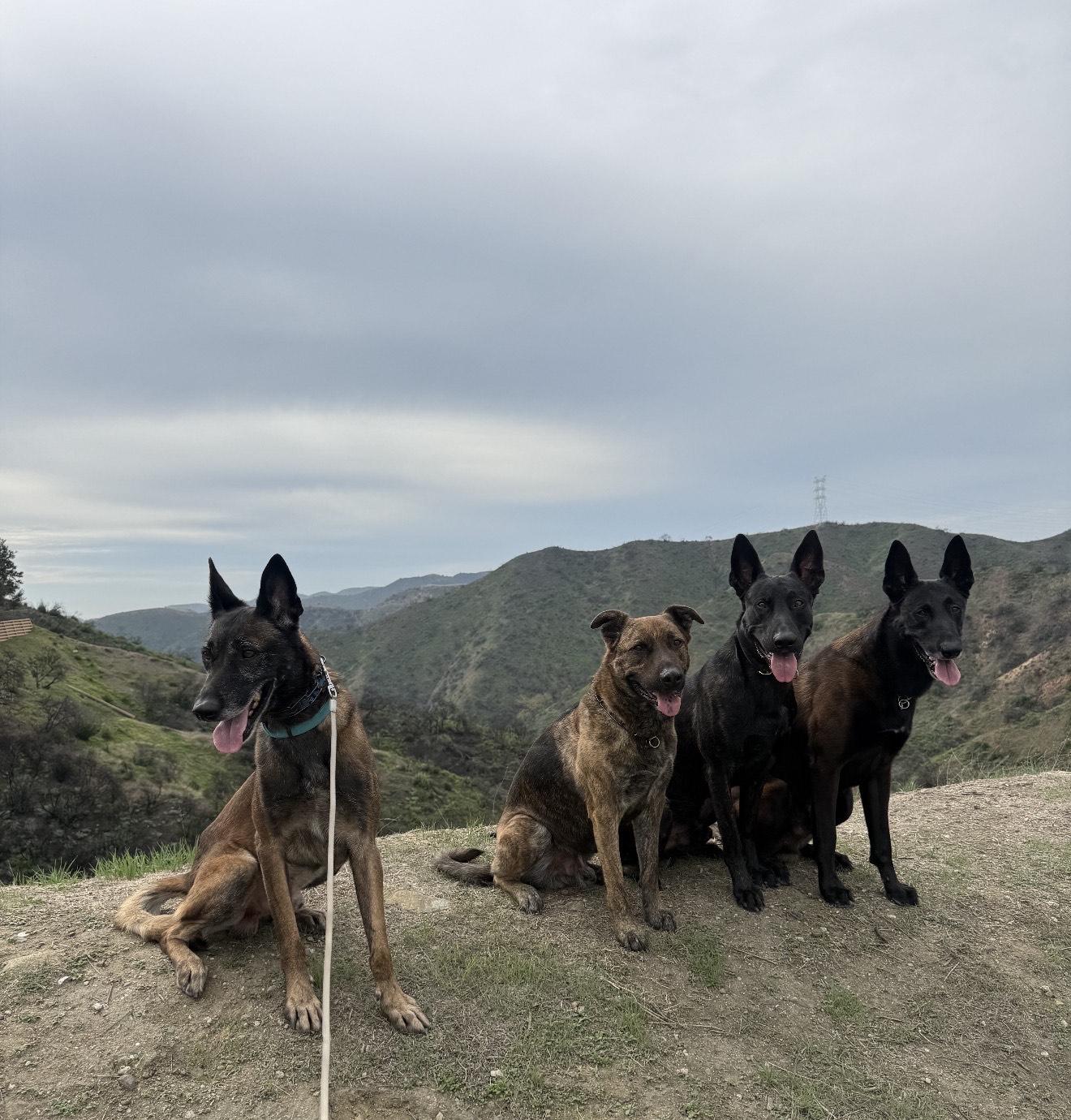 Enlarge Casper, a ADOPTABLE Belgian Shepherd / Malinois in Burbank, CA image 5/6