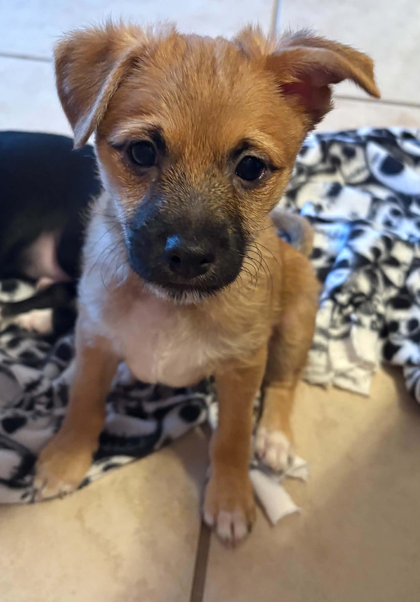 Kor, Adoptable, Puppy Male Terrier.