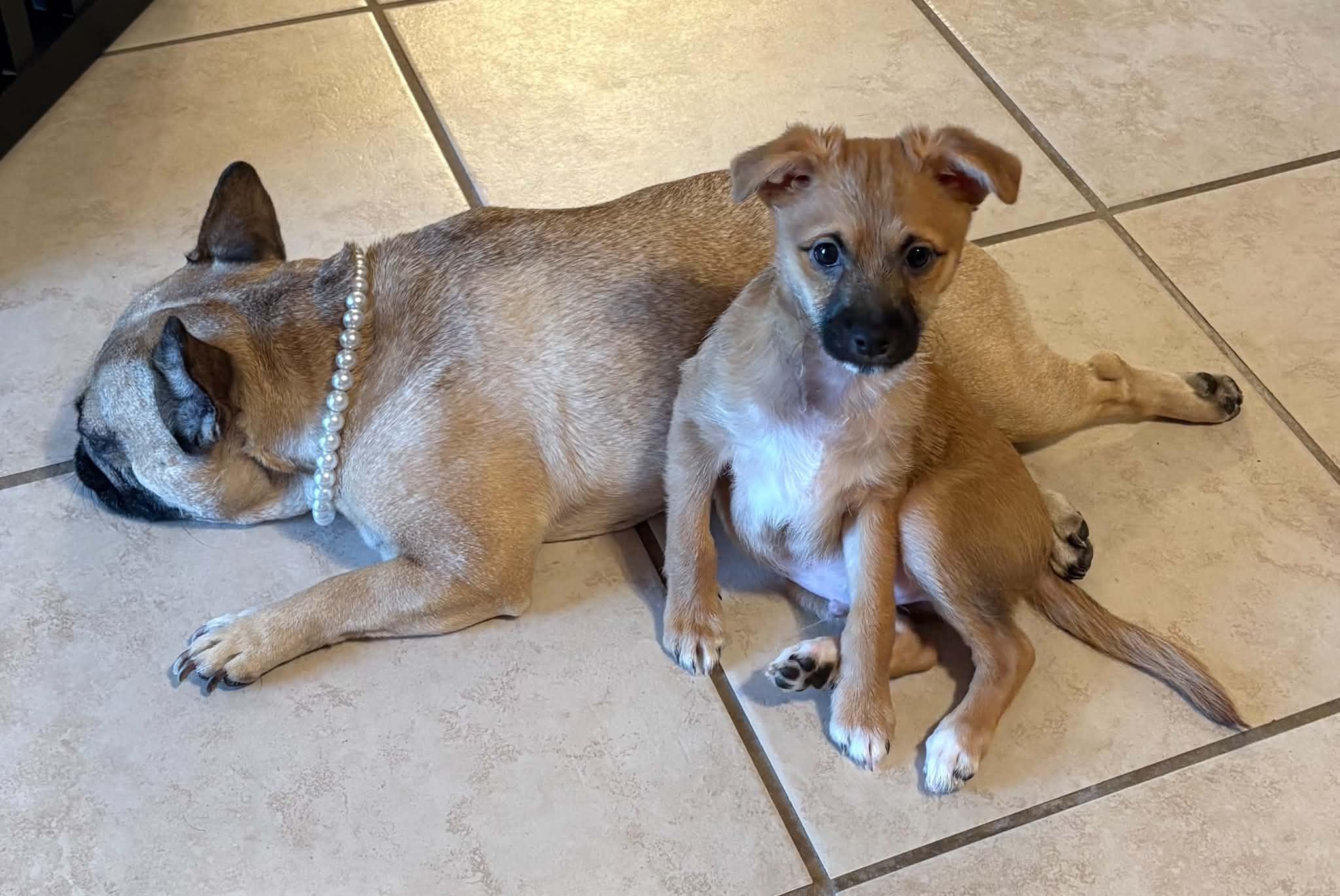 Enlarge Kor, a Adoptable mixed breed in Las Vegas, NV image 5/5