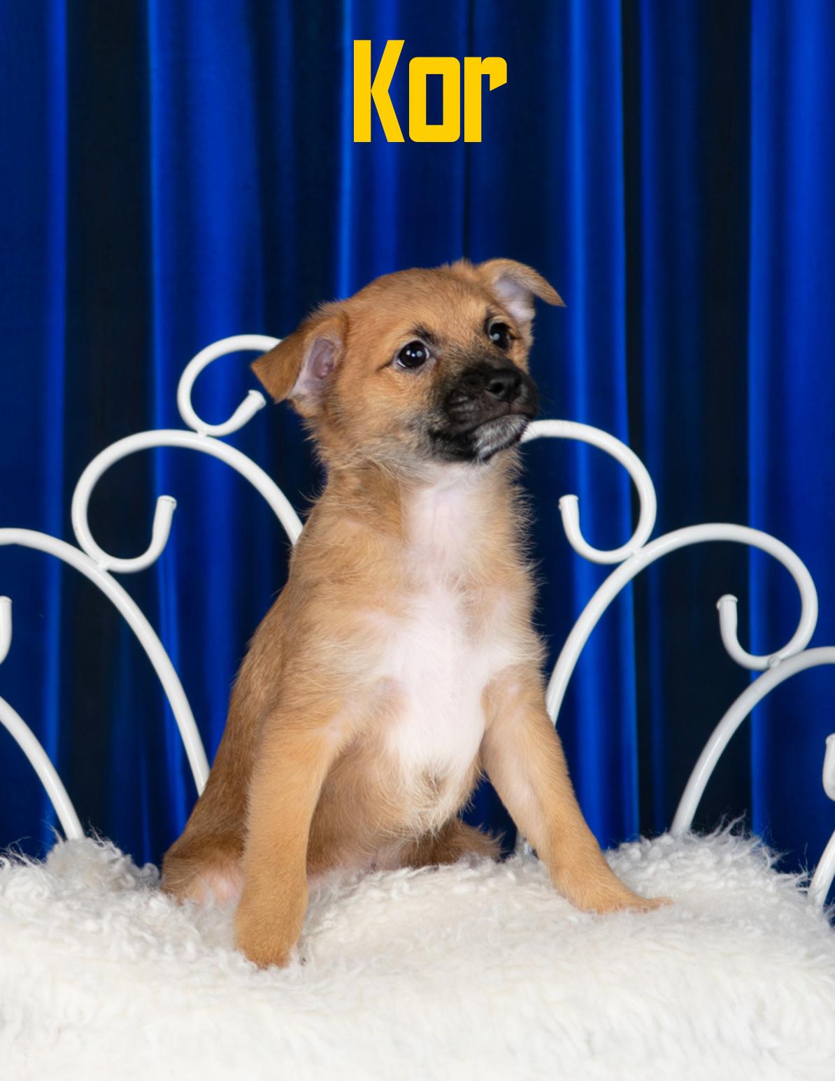 Enlarge Kor, a Adoptable mixed breed in Las Vegas, NV image 3/5