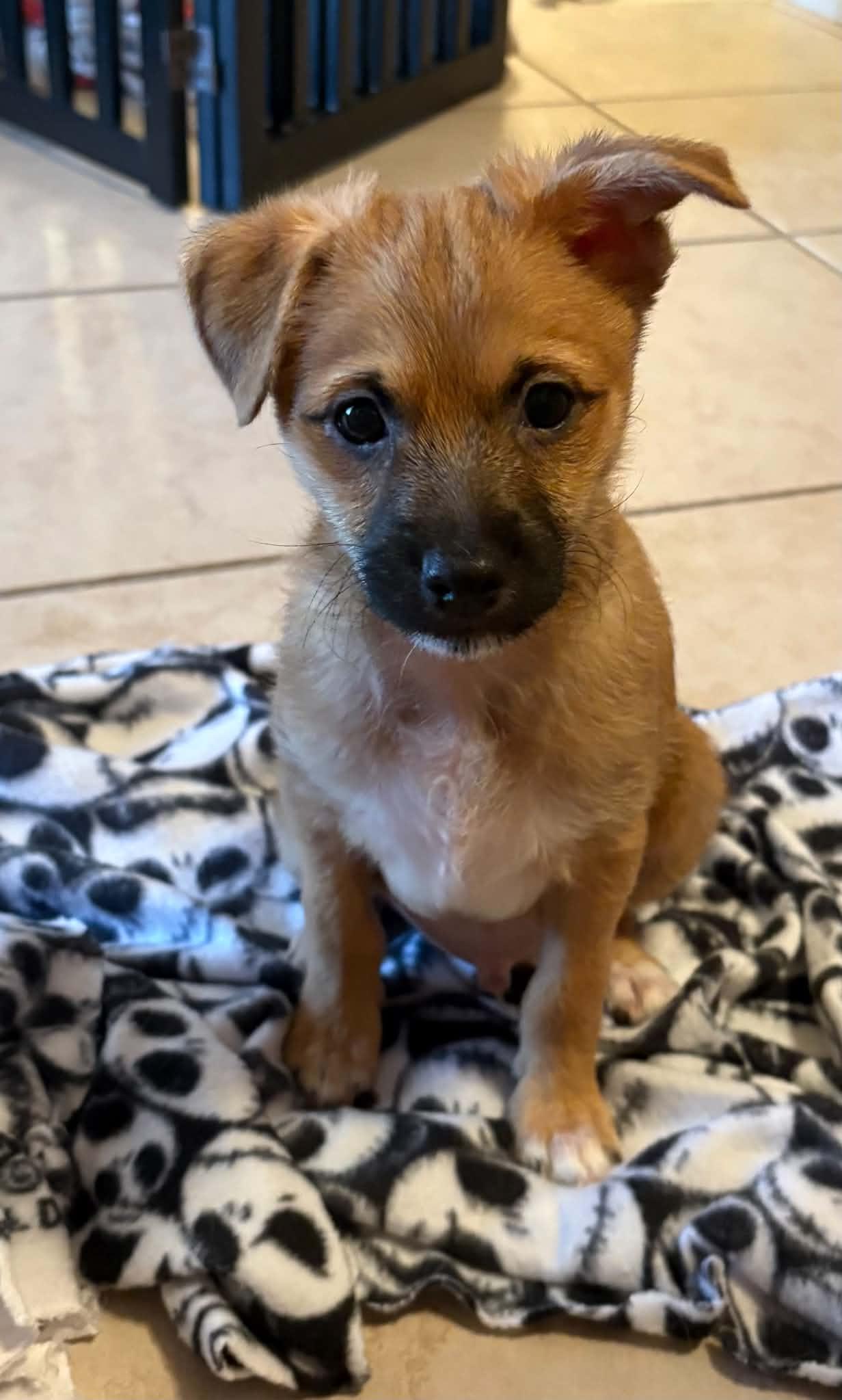 Enlarge Kor, a Adoptable mixed breed in Las Vegas, NV image 2/5
