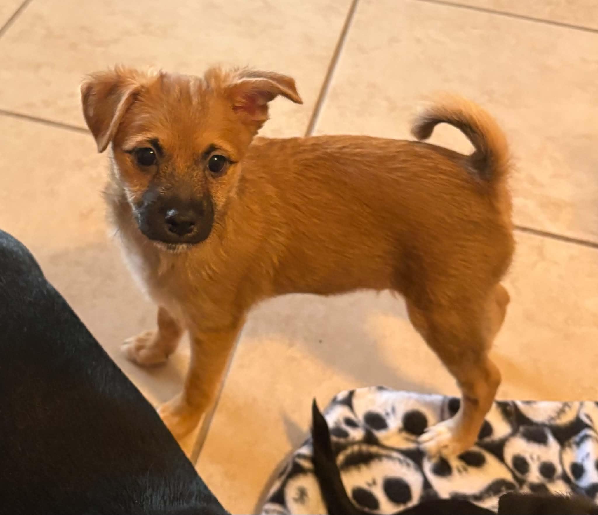 Enlarge Kor, a Adoptable mixed breed in Las Vegas, NV image 4/5
