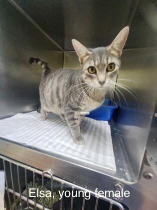 Elsa, Adoptable, Kitten Female Domestic Short Hair.