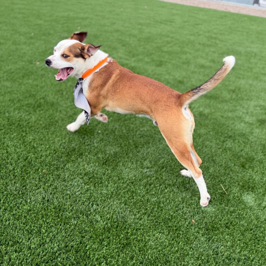 Virgil, Adoptable, Adult Male Mixed Breed.