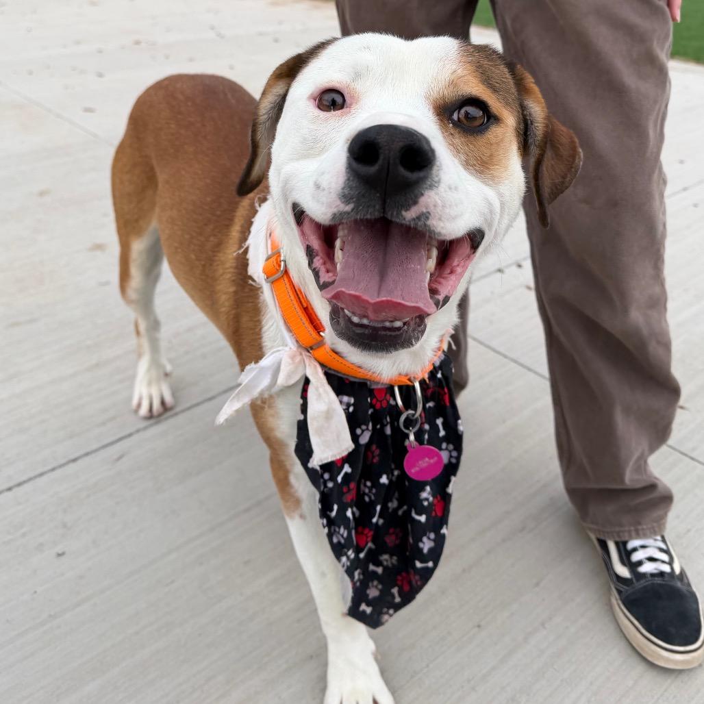 Enlarge Virgil, a Adoptable Mixed Breed in Durango, CO image 2/4