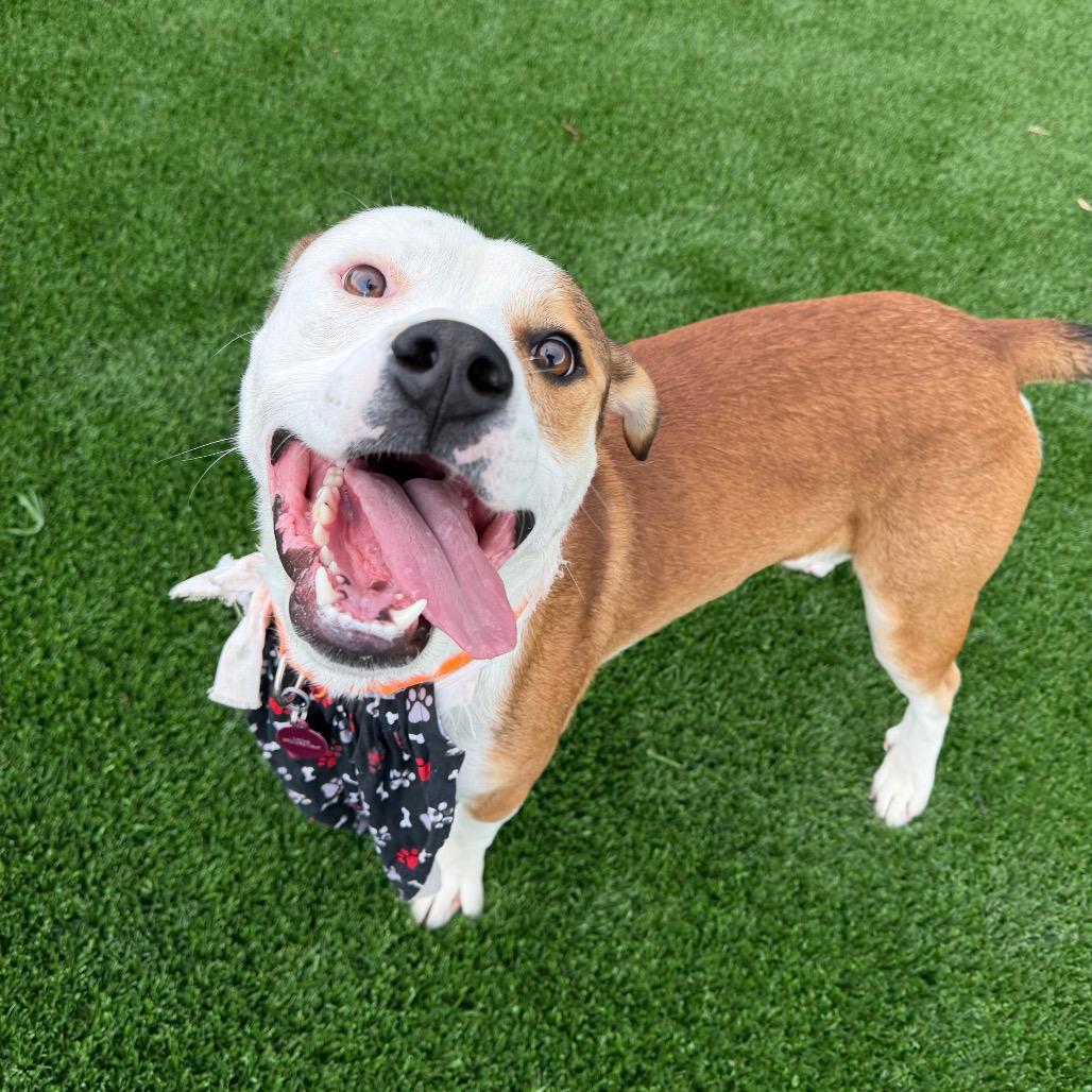 Enlarge Virgil, a Adoptable Mixed Breed in Durango, CO image 3/4
