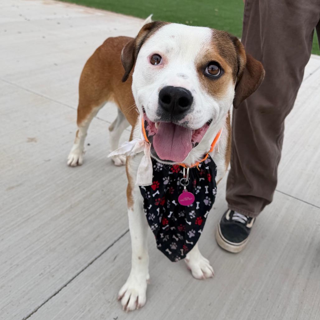Enlarge Virgil, a Adoptable Mixed Breed in Durango, CO image 4/4