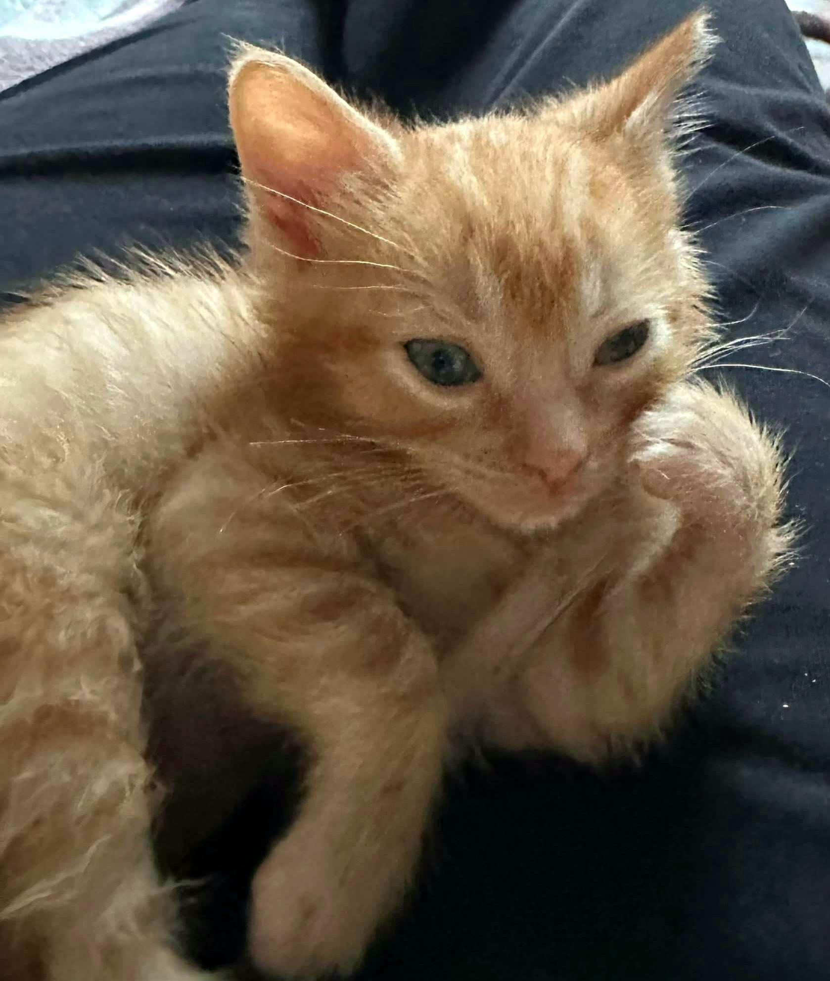 Cisero - Snuggly and playful, an adopted Domestic Short Hair in Hales Corners, WI image 6/6