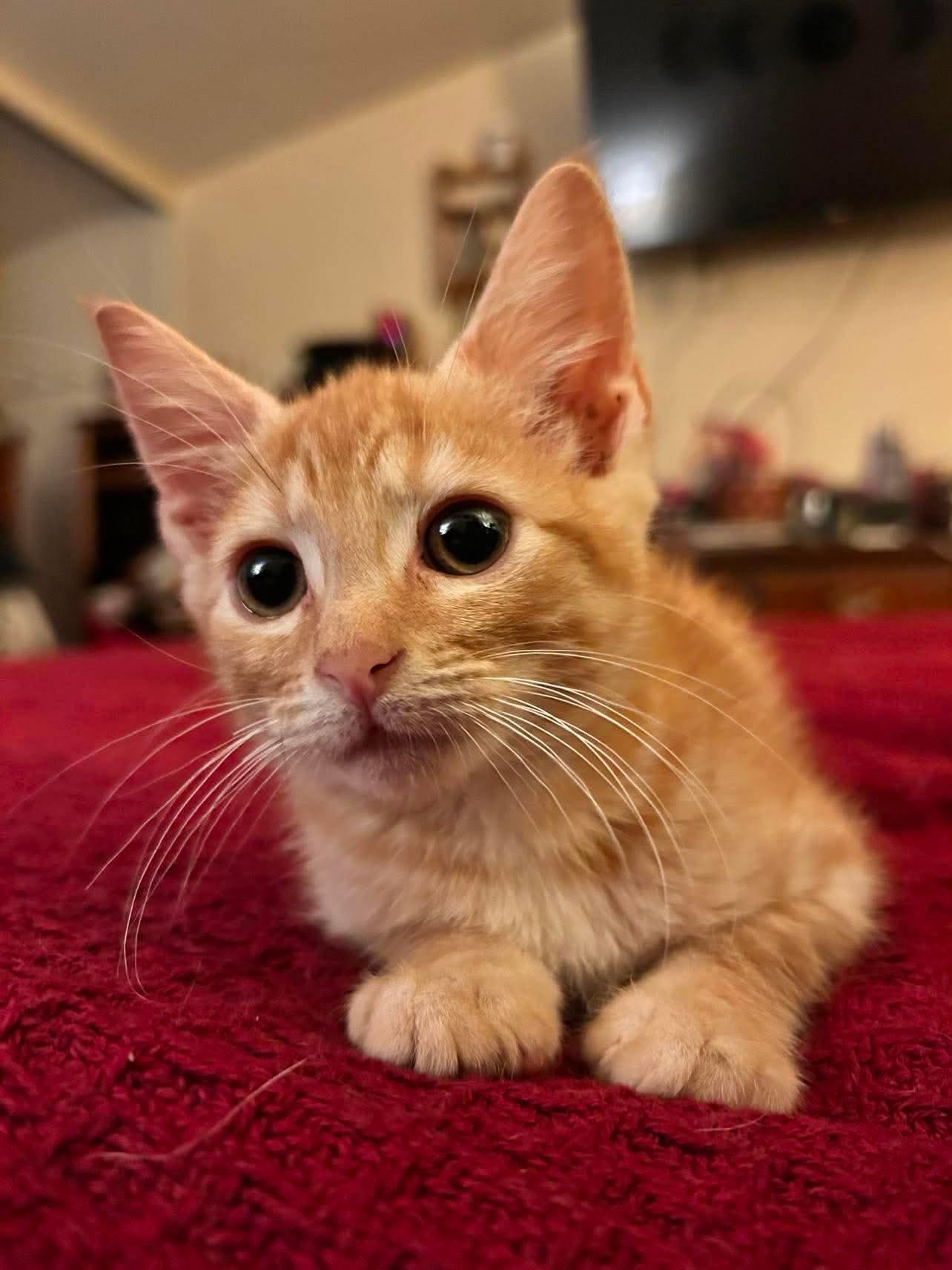 Cisero - Snuggly and playful, an adopted Domestic Short Hair in Hales Corners, WI image 2/6