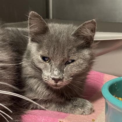 Wisp, adopted, Young Male Domestic Medium Hair.