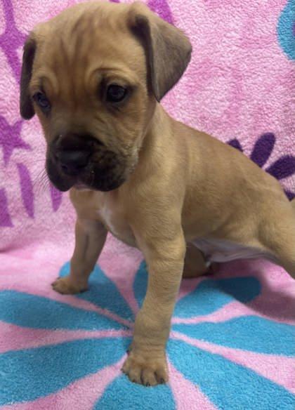 Lil Wayne, Adopted, Young Male Jack Russell Terrier.