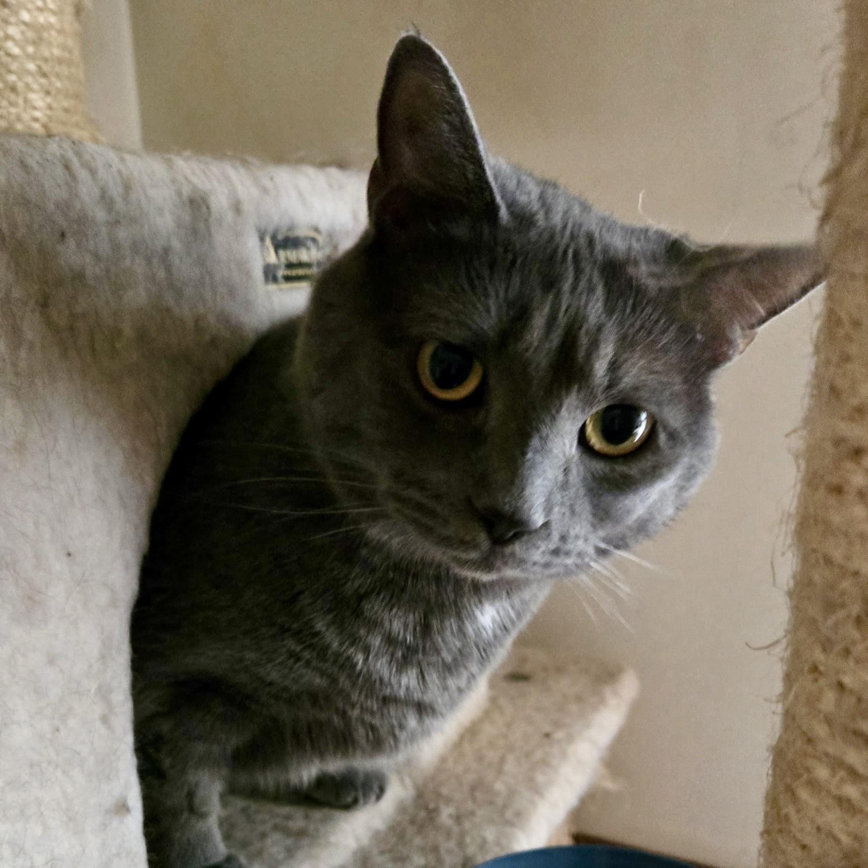 Adrienne, Adoptable, Young Female Domestic Short Hair.